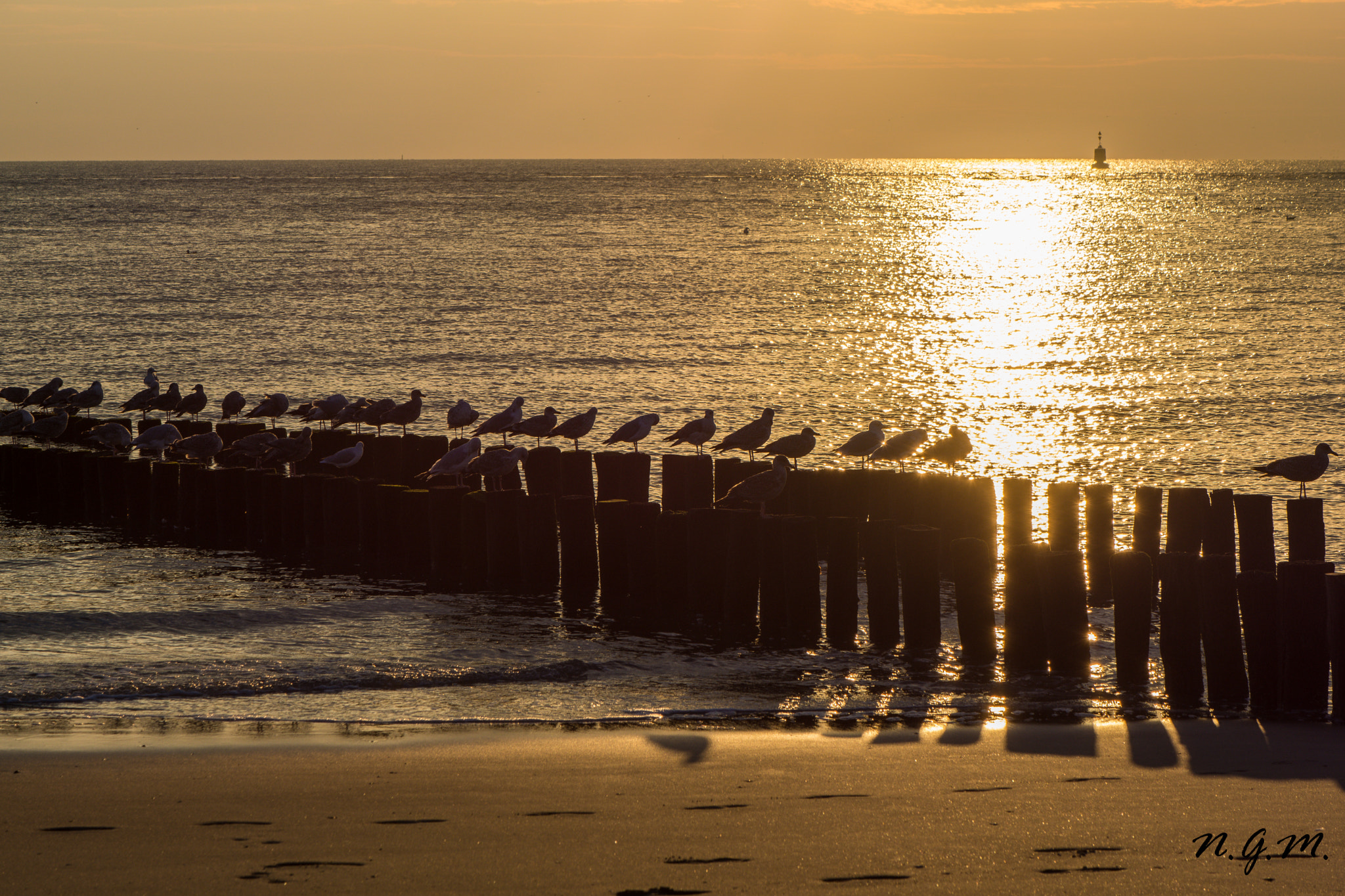 Nikon AF-S DX Micro-Nikkor 85mm F3.5G ED VR sample photo. Seagull sunset photography
