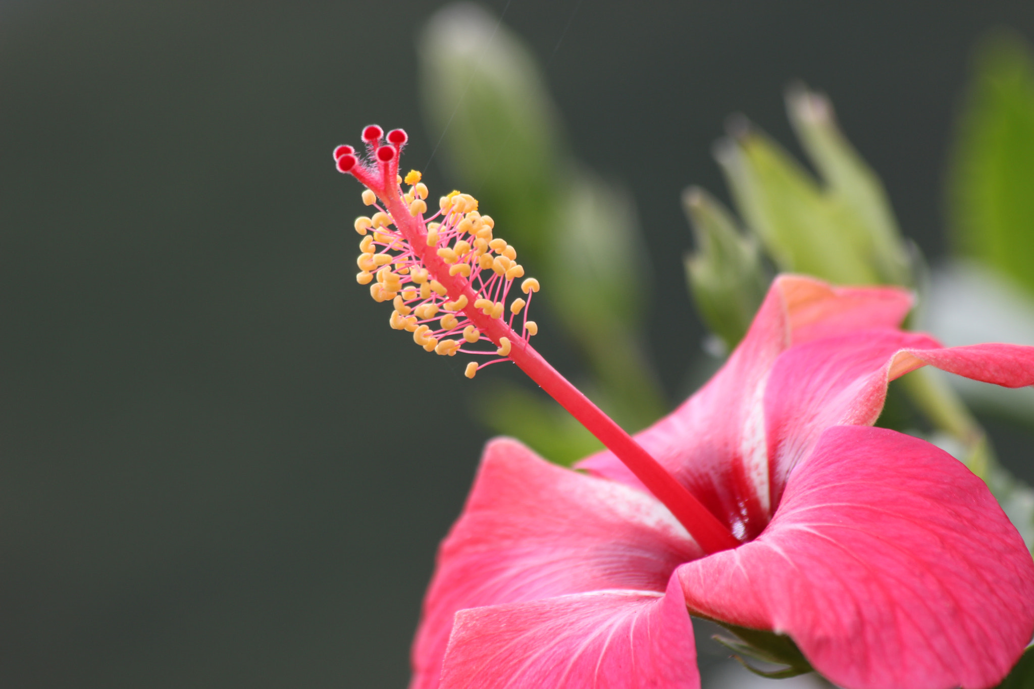 Canon EF 70-300mm F4-5.6 IS USM sample photo