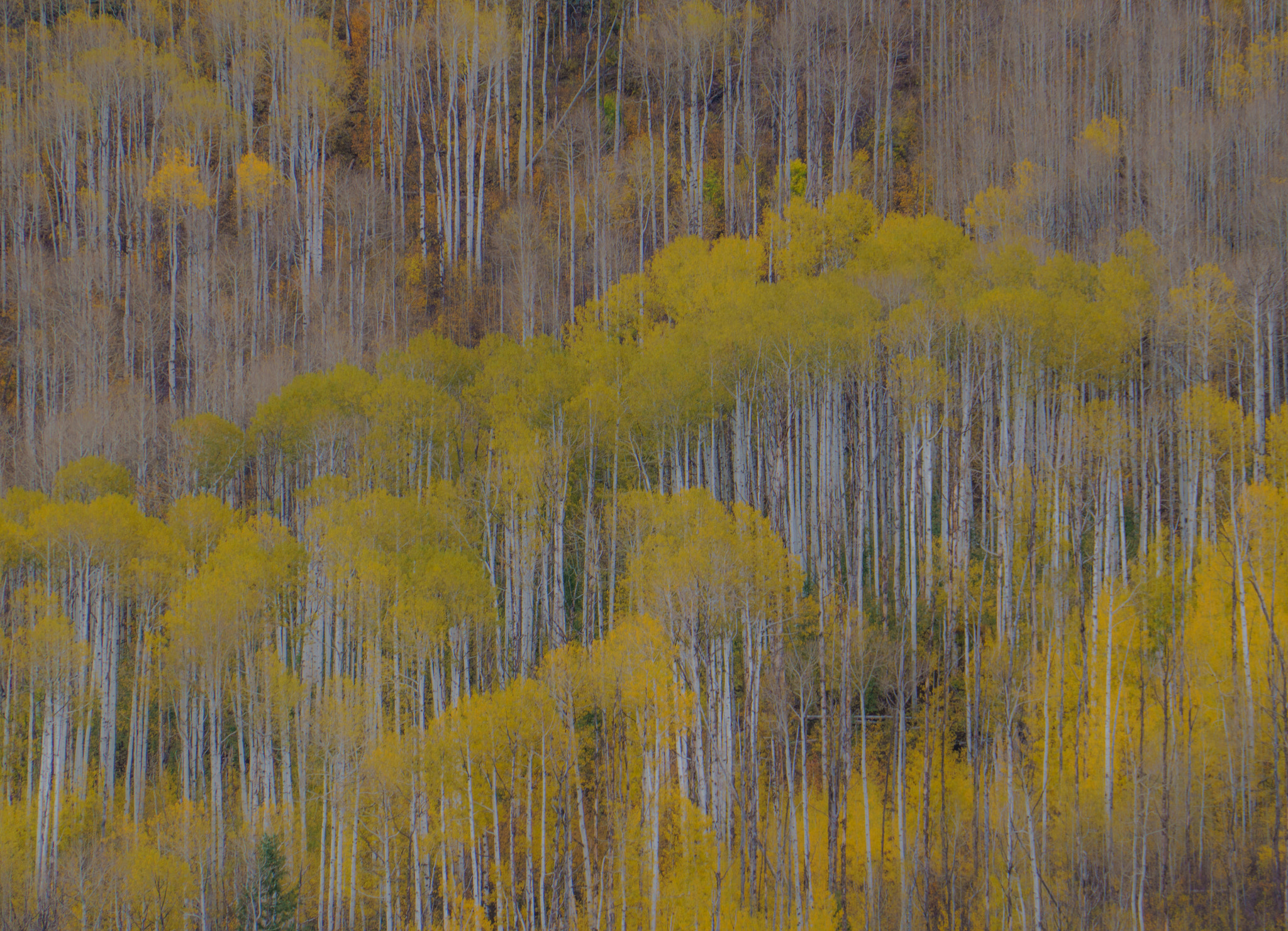 Sony a6300 sample photo. Aspen lace photography