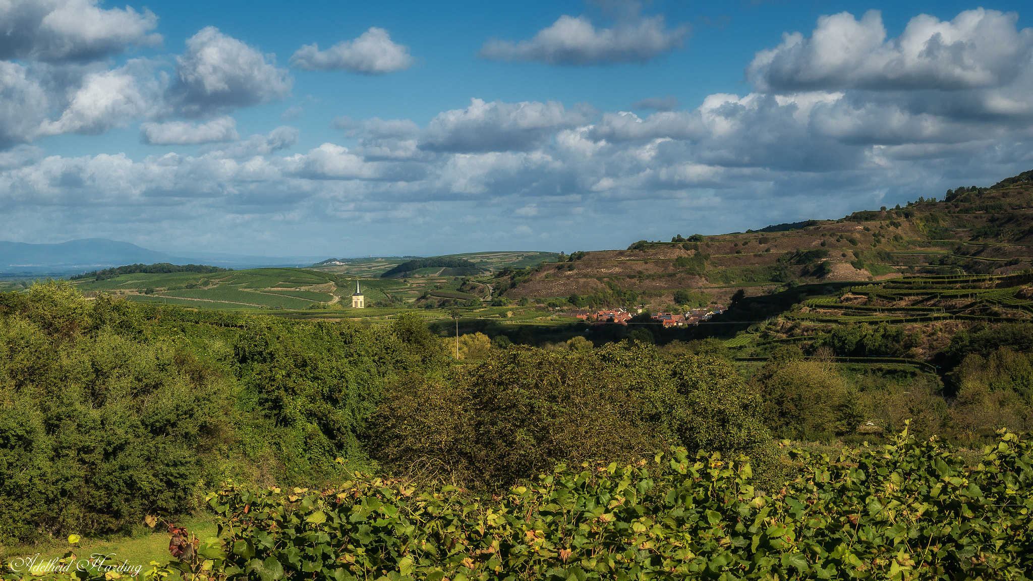 LUMIX G VARIO 35-100/F4.0-5.6 sample photo. View over the vineyards photography