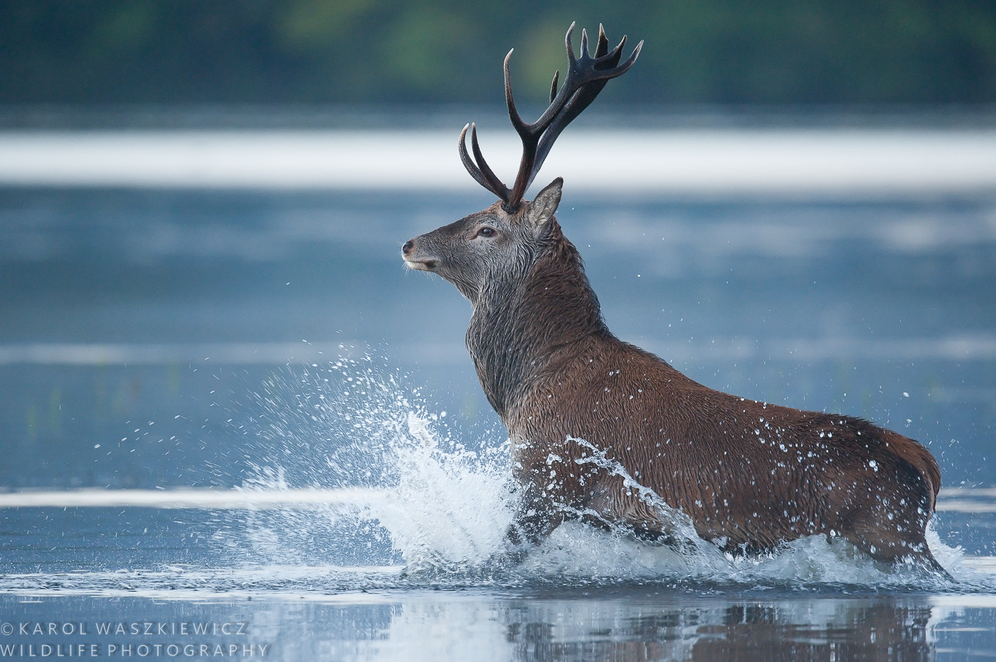 Nikon D3 sample photo. Stag runs through  lake off shore photography