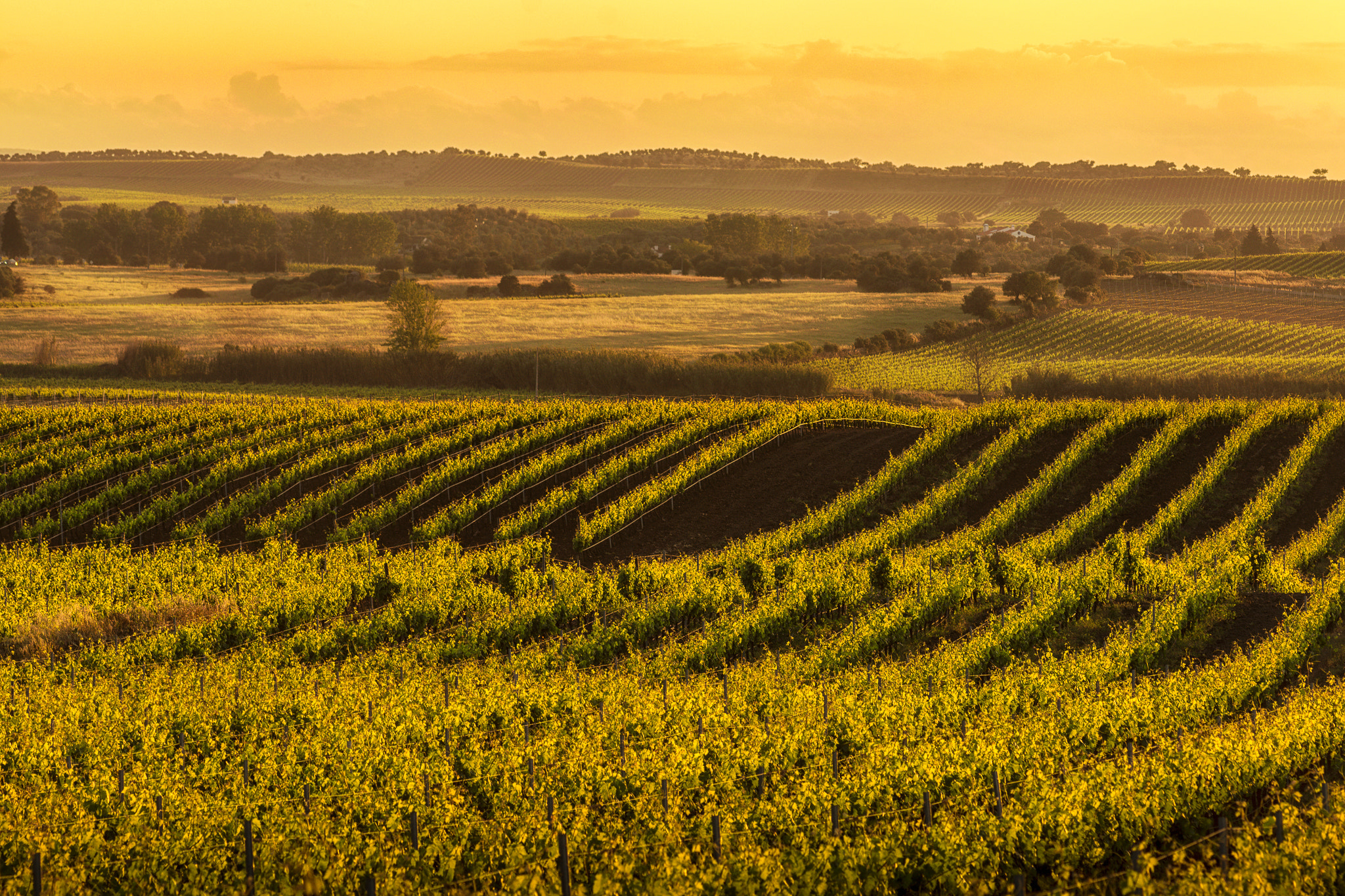 Nikon AF-Nikkor 80-200mm F2.8D ED sample photo. Spanish agriculture photography