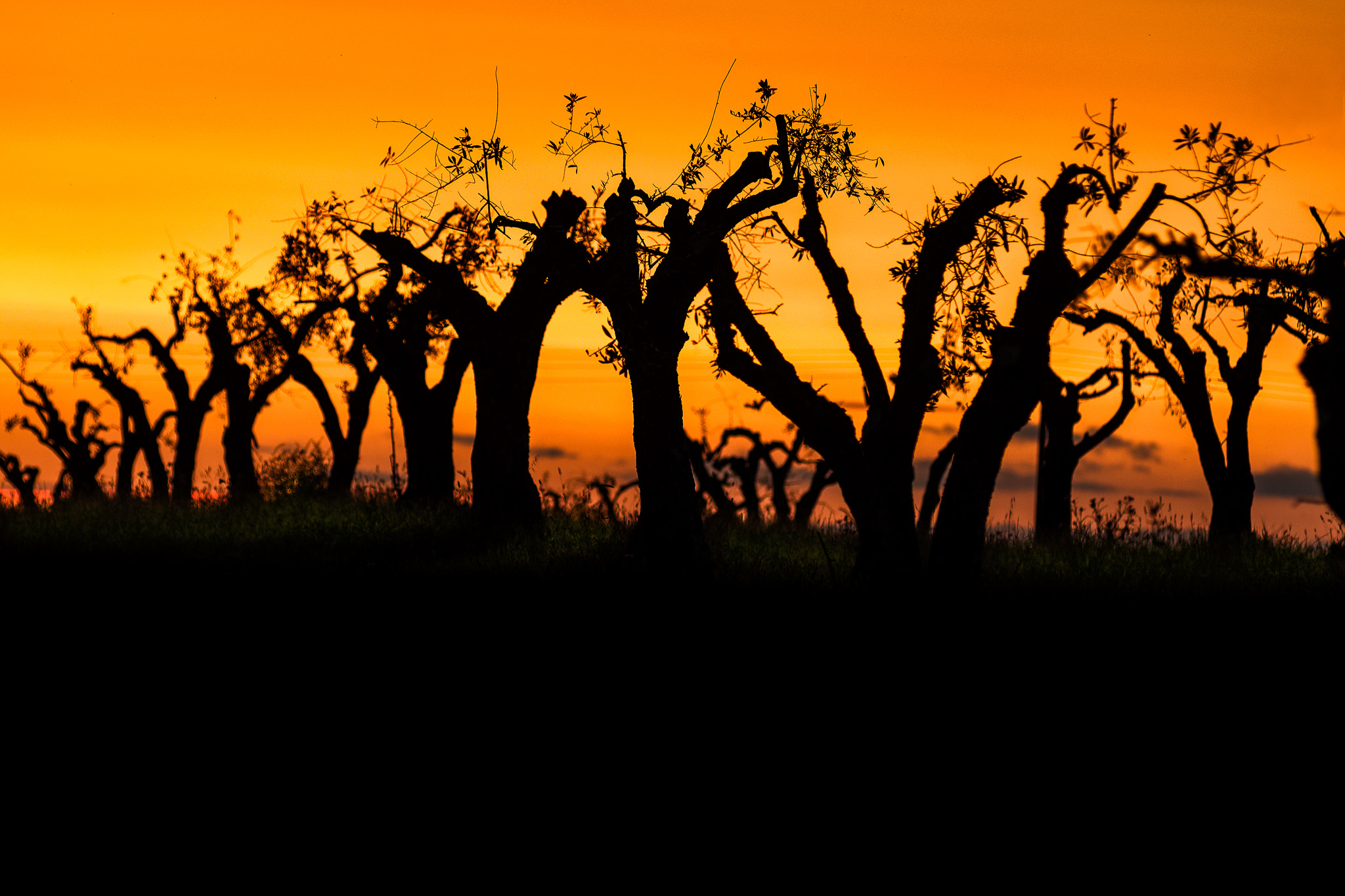 Nikon AF-Nikkor 80-200mm F2.8D ED sample photo. Sunset silhouette photography