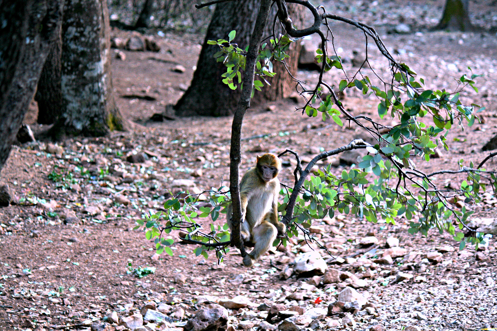 Canon EOS 400D (EOS Digital Rebel XTi / EOS Kiss Digital X) + Canon EF-S 55-250mm F4-5.6 IS II sample photo. Barbary macaque photography