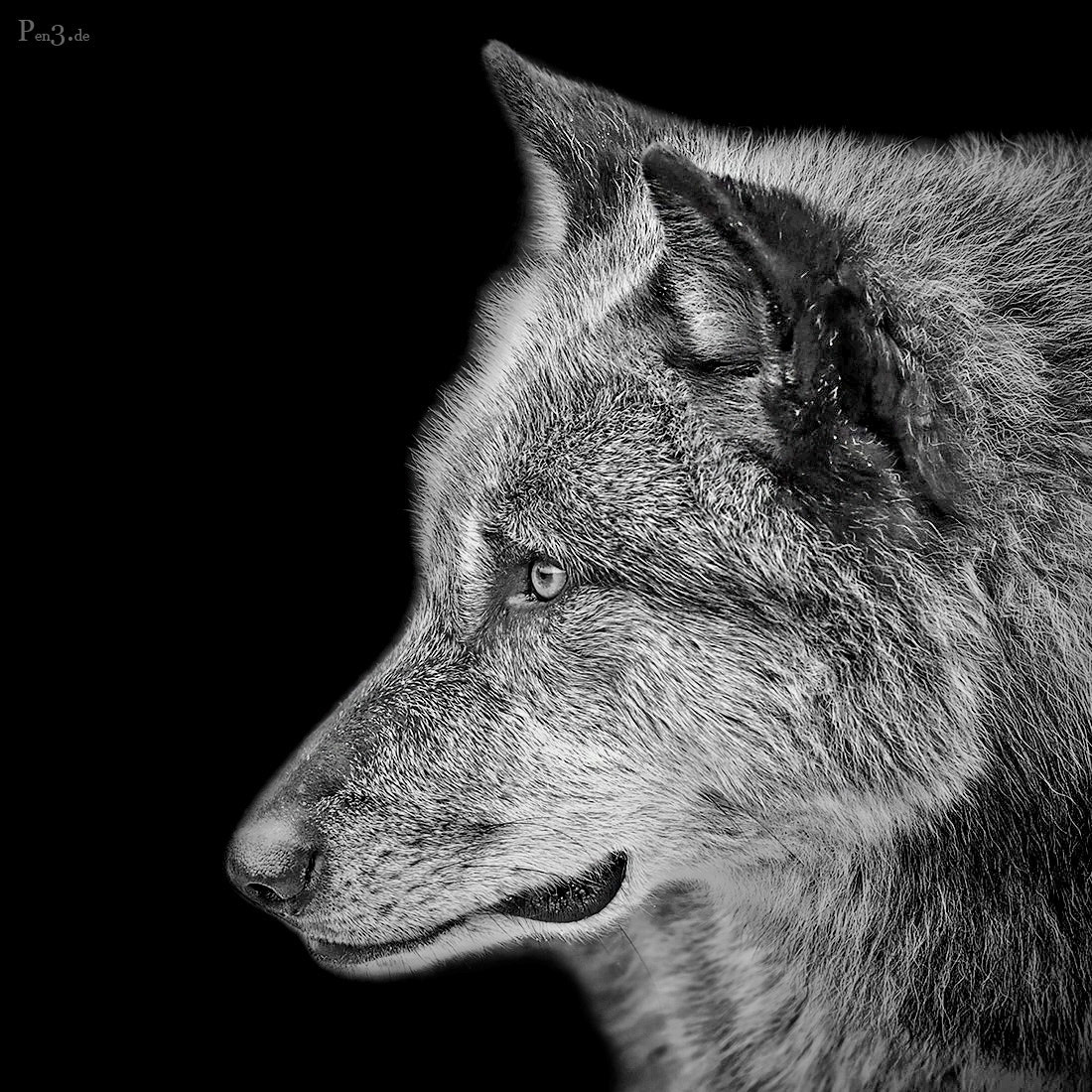 Olympus OM-D E-M5 sample photo. Eastern wolf photography