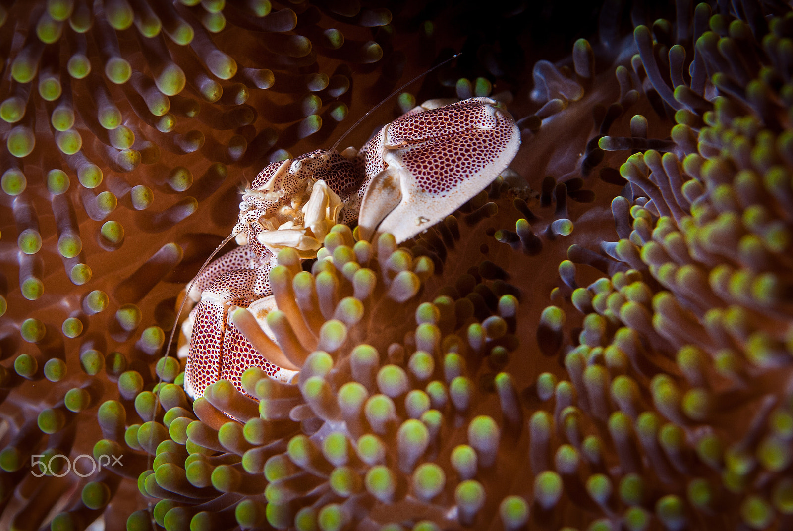 Nikon D200 sample photo. Coral crab photography