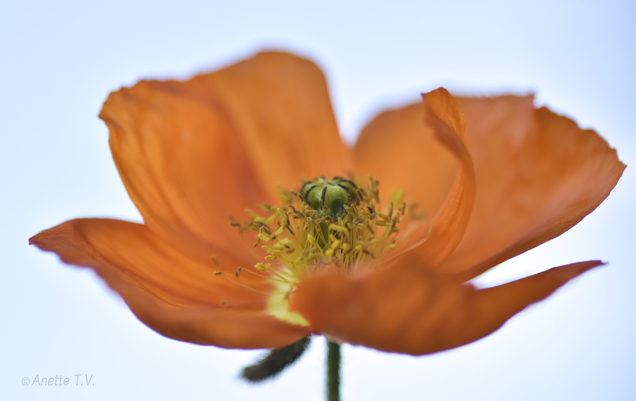 Nikon D5500 + Nikon AF-S Micro-Nikkor 105mm F2.8G IF-ED VR sample photo. Poppy in the wind .. photography