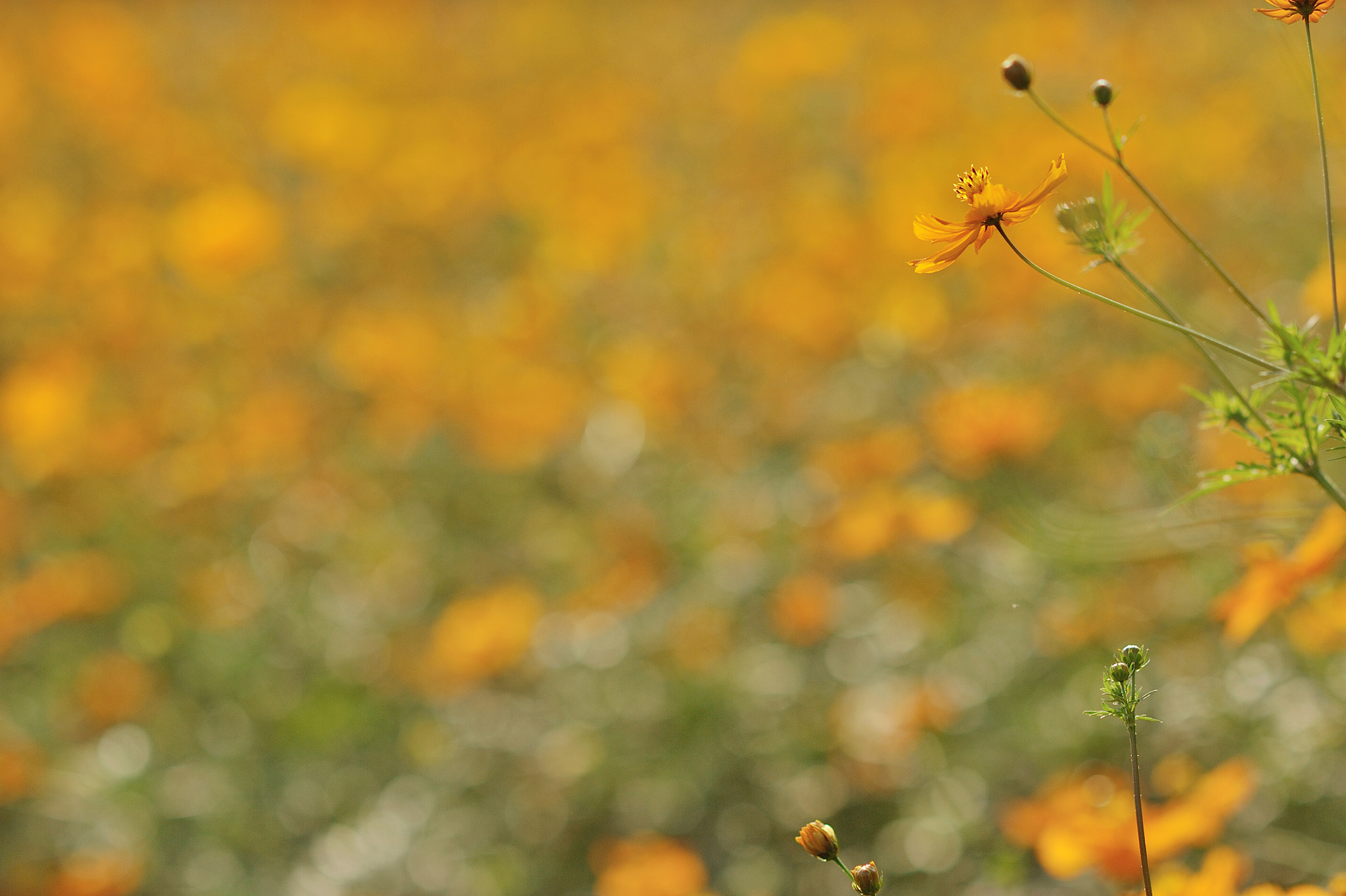 AF DC-Nikkor 135mm f/2D sample photo. Applause photography
