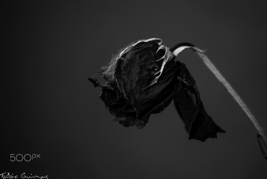 Canon EOS-1Ds Mark III sample photo. Rose fábio guimas photography