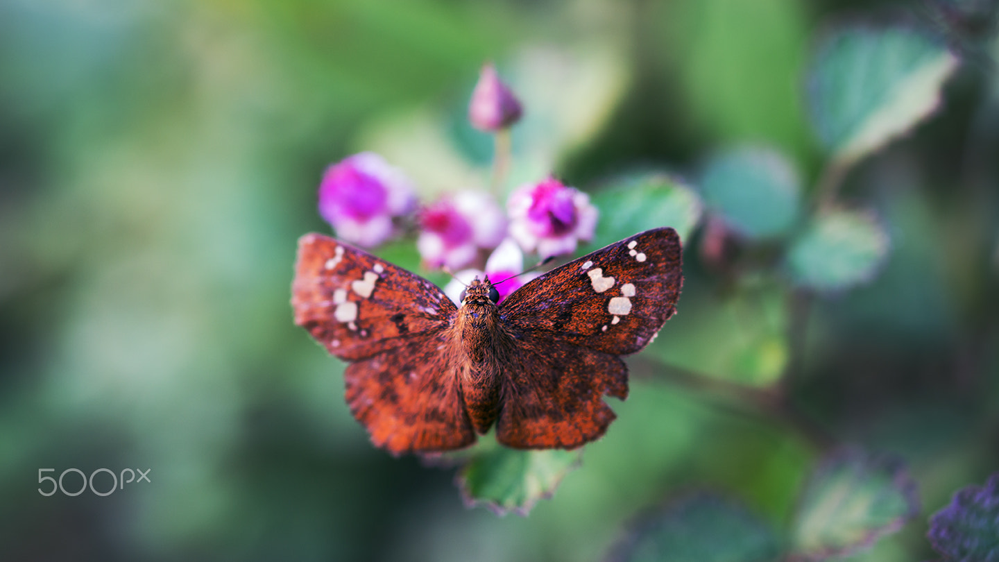 Sony a99 II + Sony 100mm F2.8 Macro sample photo. A butterfly i photography