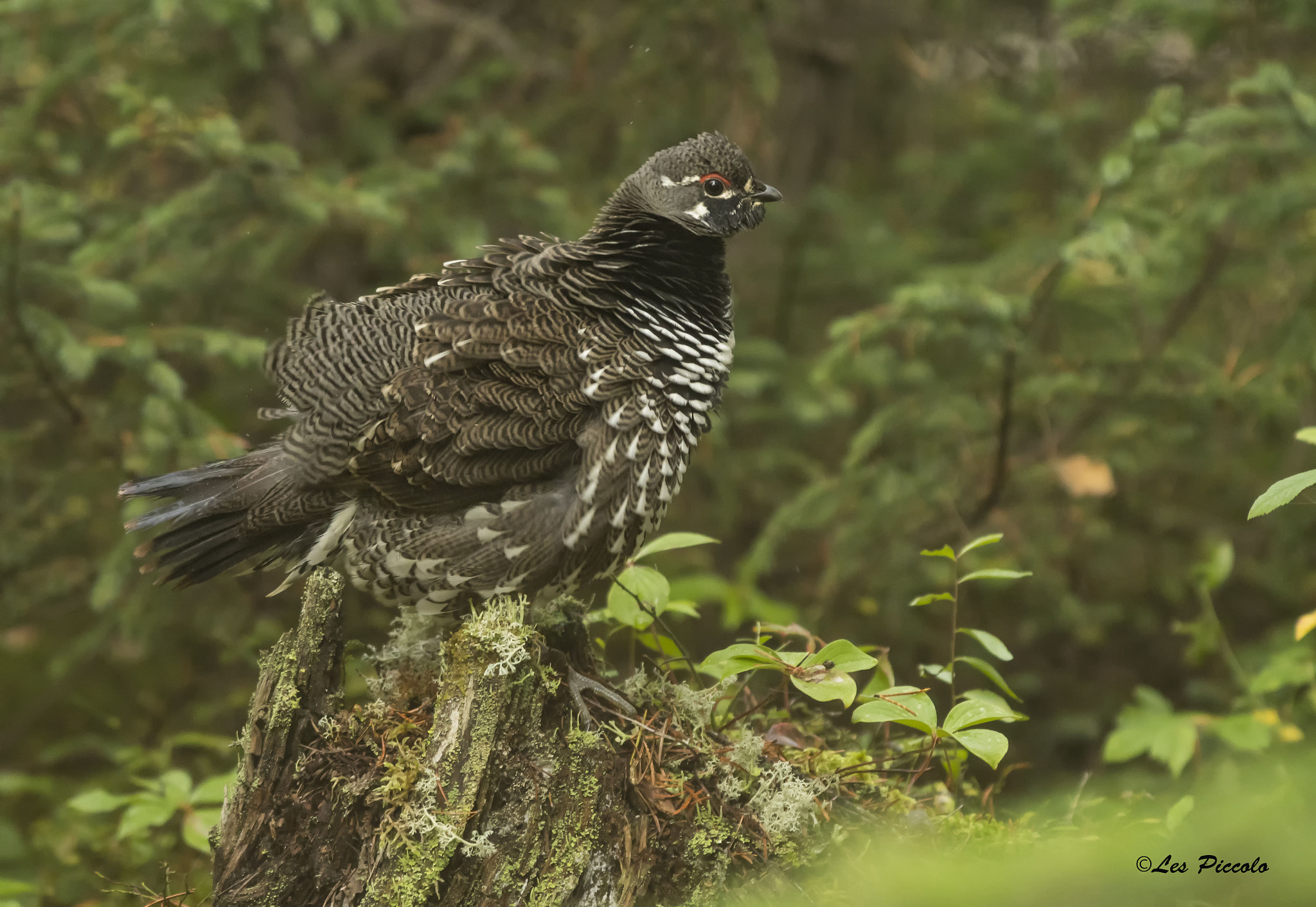 Nikon AF-S Nikkor 300mm F2.8G ED-IF VR sample photo. Spruce grouse photography