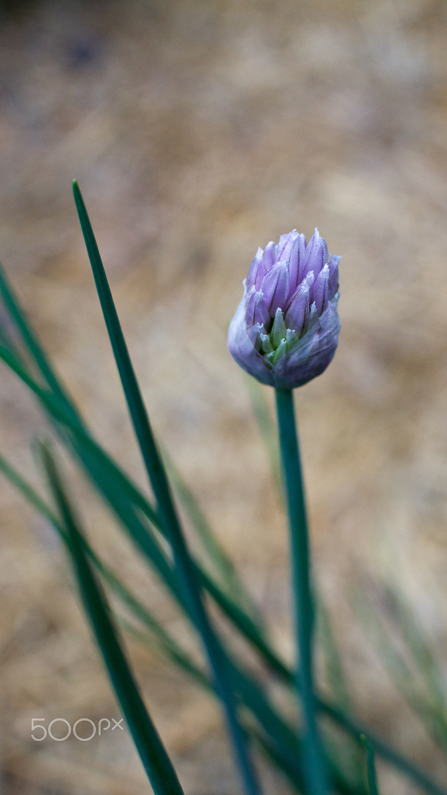 Nikon 1 J2 + Nikon 1 Nikkor 18.5mm F1.8 sample photo. Budding spring onion photography