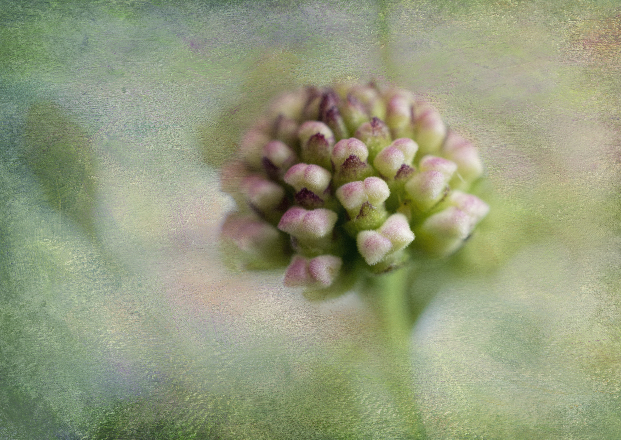 Sony a7R + Sony E 30mm F3.5 Macro sample photo. Macro flowers photography