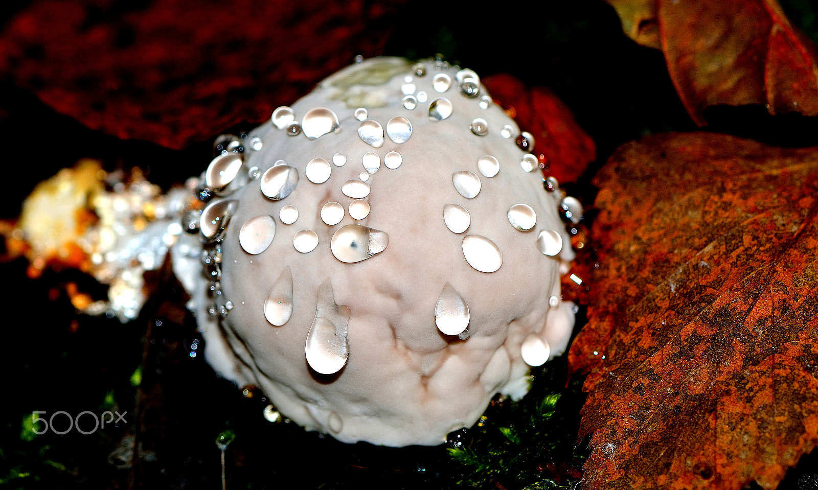 Nikon D7100 sample photo. Древесный гриб photography