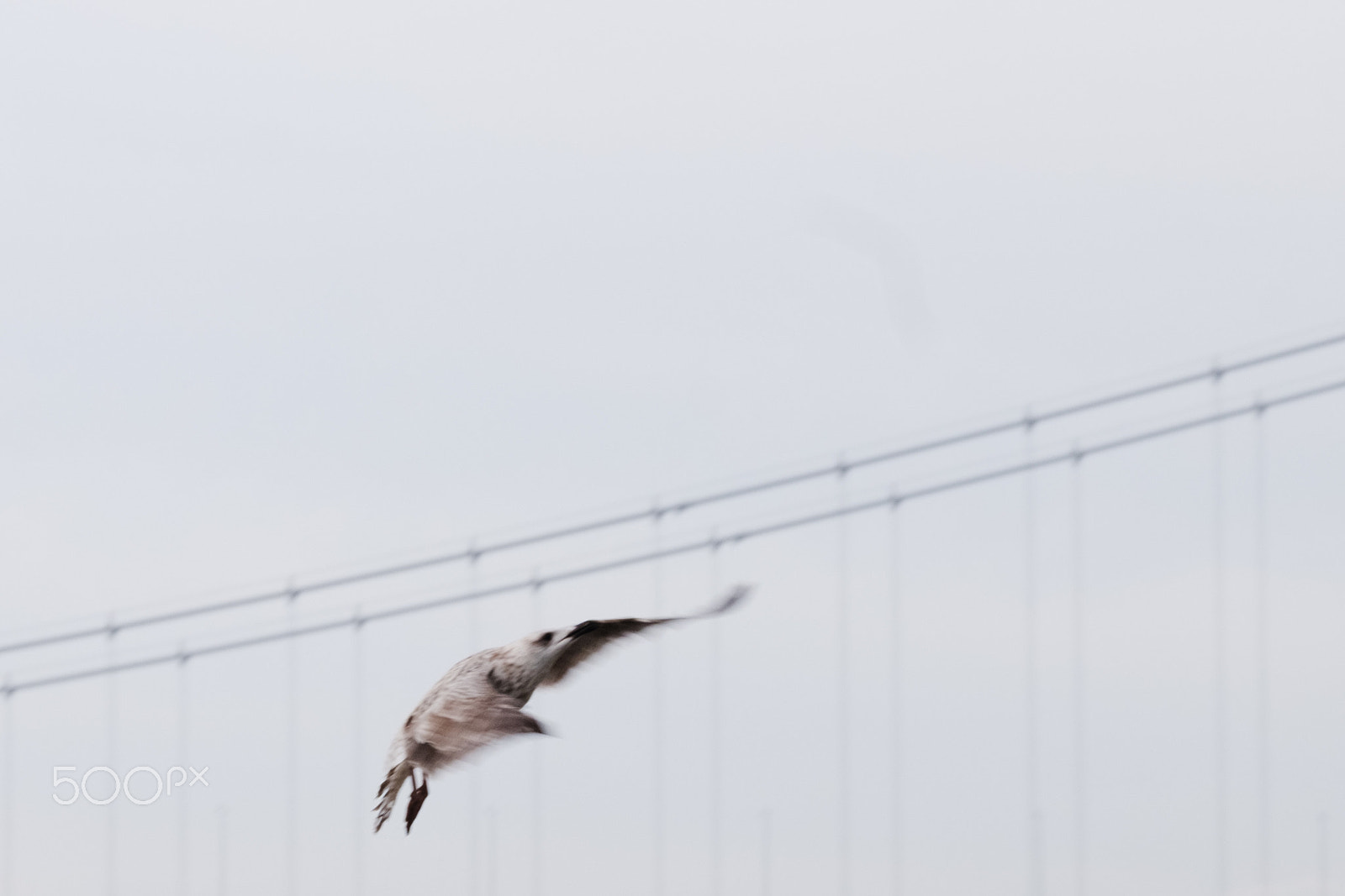 Fujifilm X-Pro2 + Fujifilm XF 55-200mm F3.5-4.8 R LM OIS sample photo. Fast gull photography