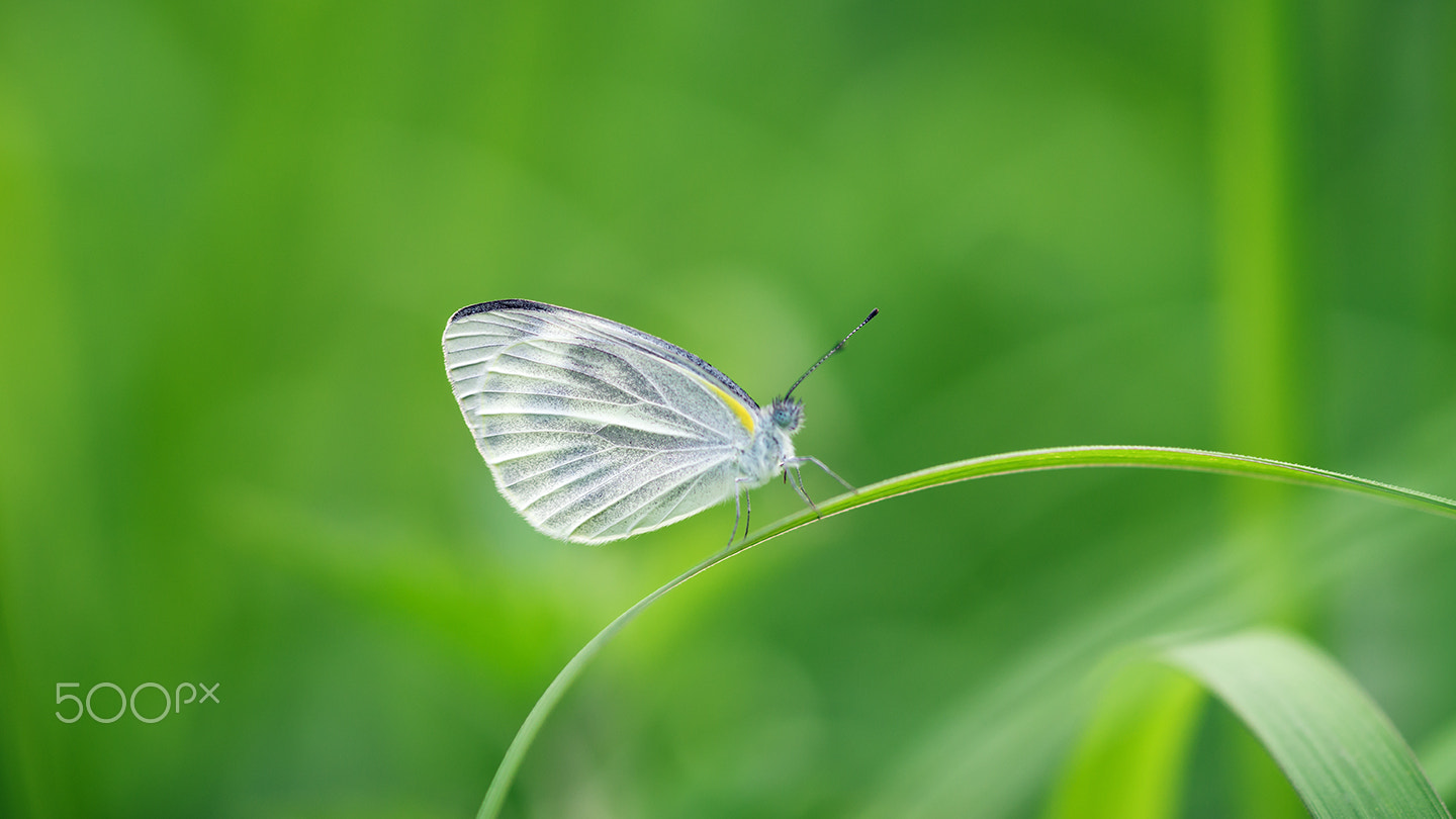 Sony a99 II + Sony 100mm F2.8 Macro sample photo. A butterfly ii photography