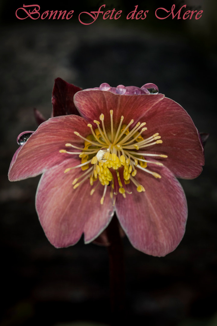 Canon EF 100mm F2.8 Macro USM sample photo. Hélabore photography