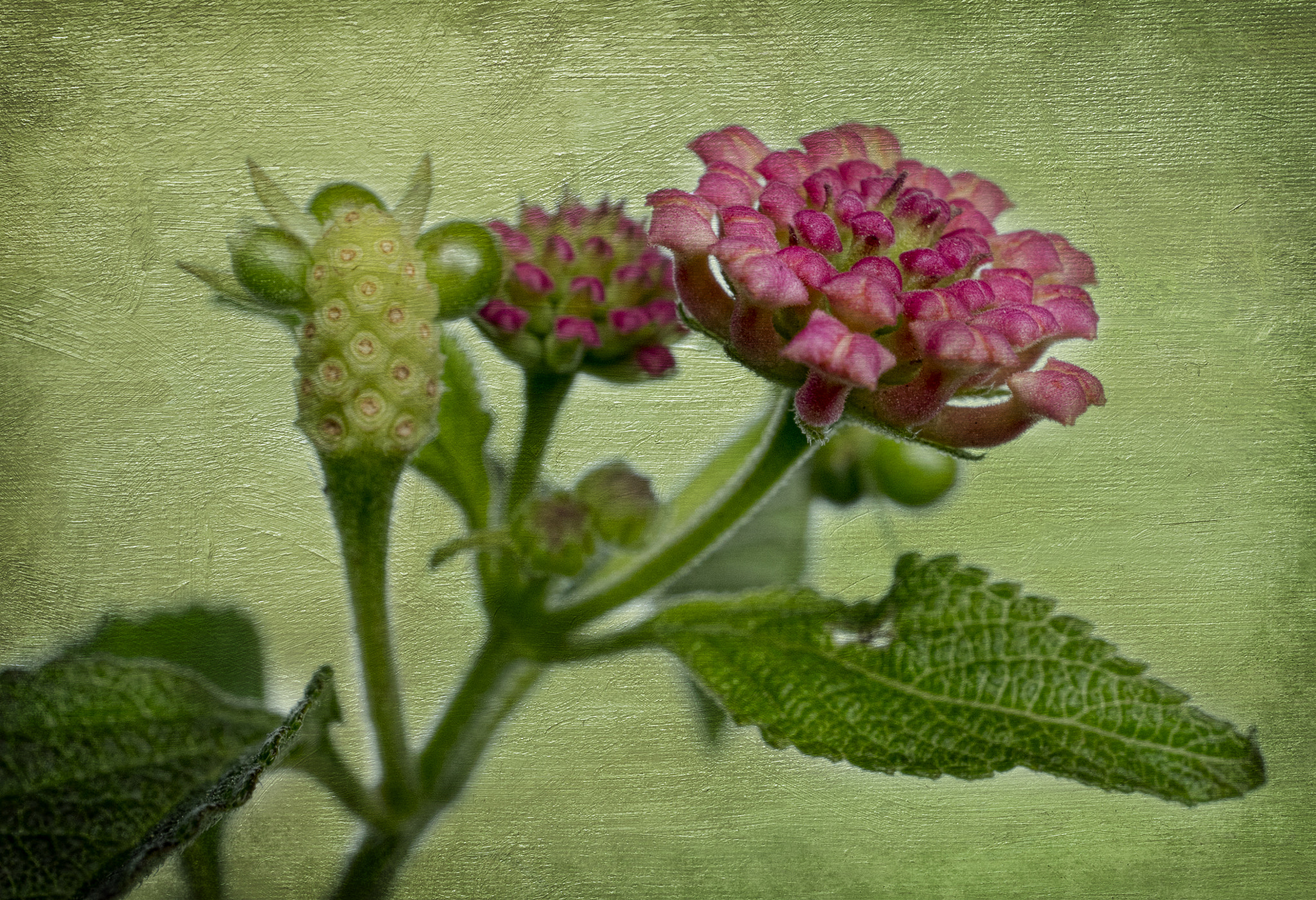 Sony a7R + Sony E 30mm F3.5 Macro sample photo. Macro flowers photography