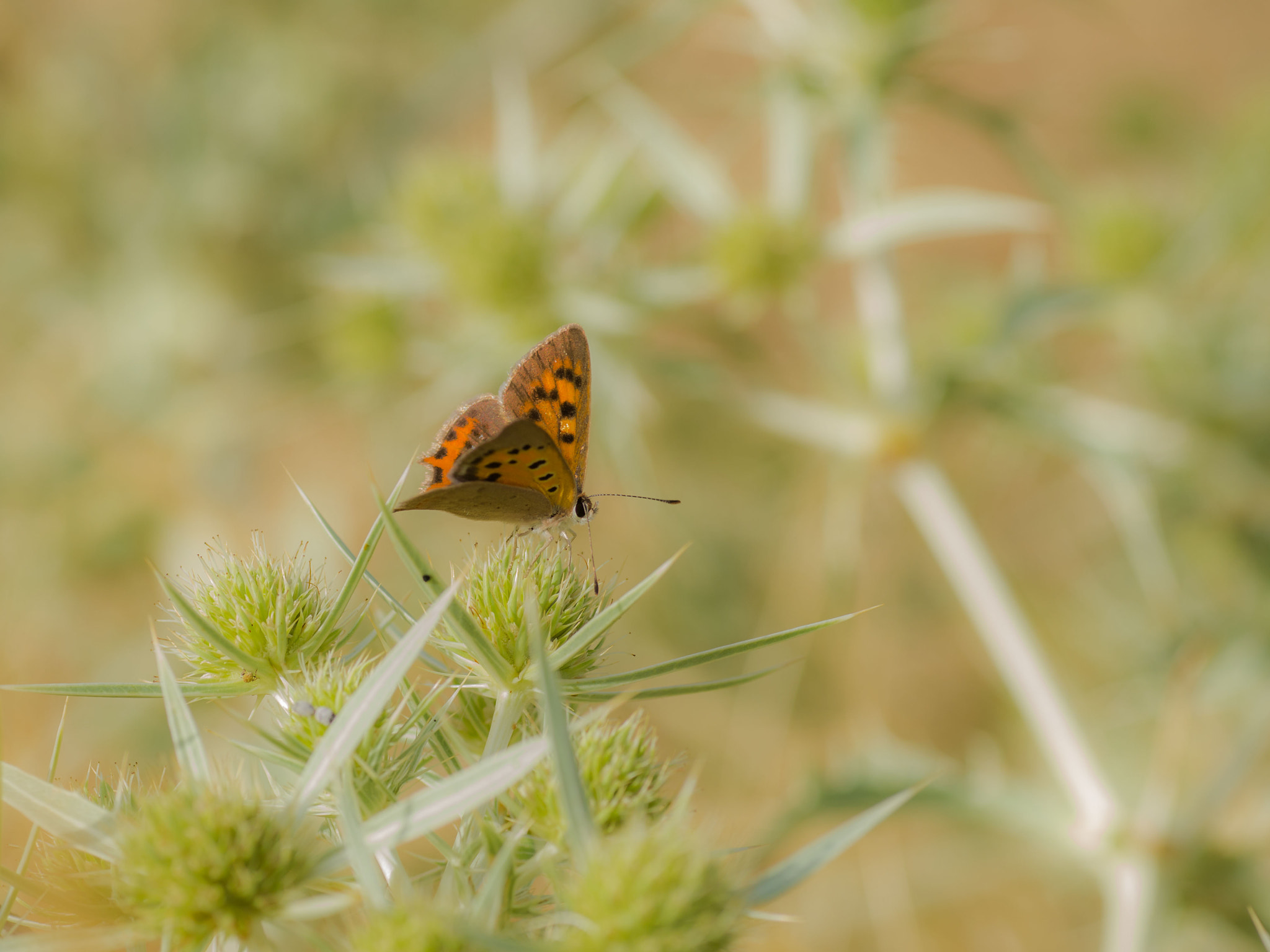 Pentax K-5 + Tamron SP AF 90mm F2.8 Di Macro sample photo. Mariposa, por belvís de la jara-to-españa photography