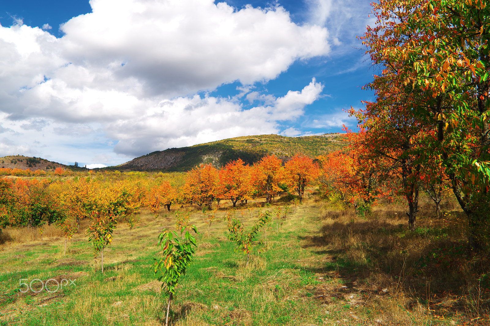 Pentax smc DA 18-270mm F3.5-6.3 ED SDM sample photo. Autumn photography