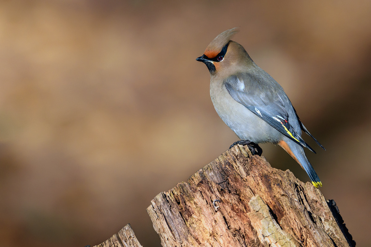 Nikon D750 + Nikon AF-S Nikkor 600mm F4G ED VR sample photo. Dsc photography