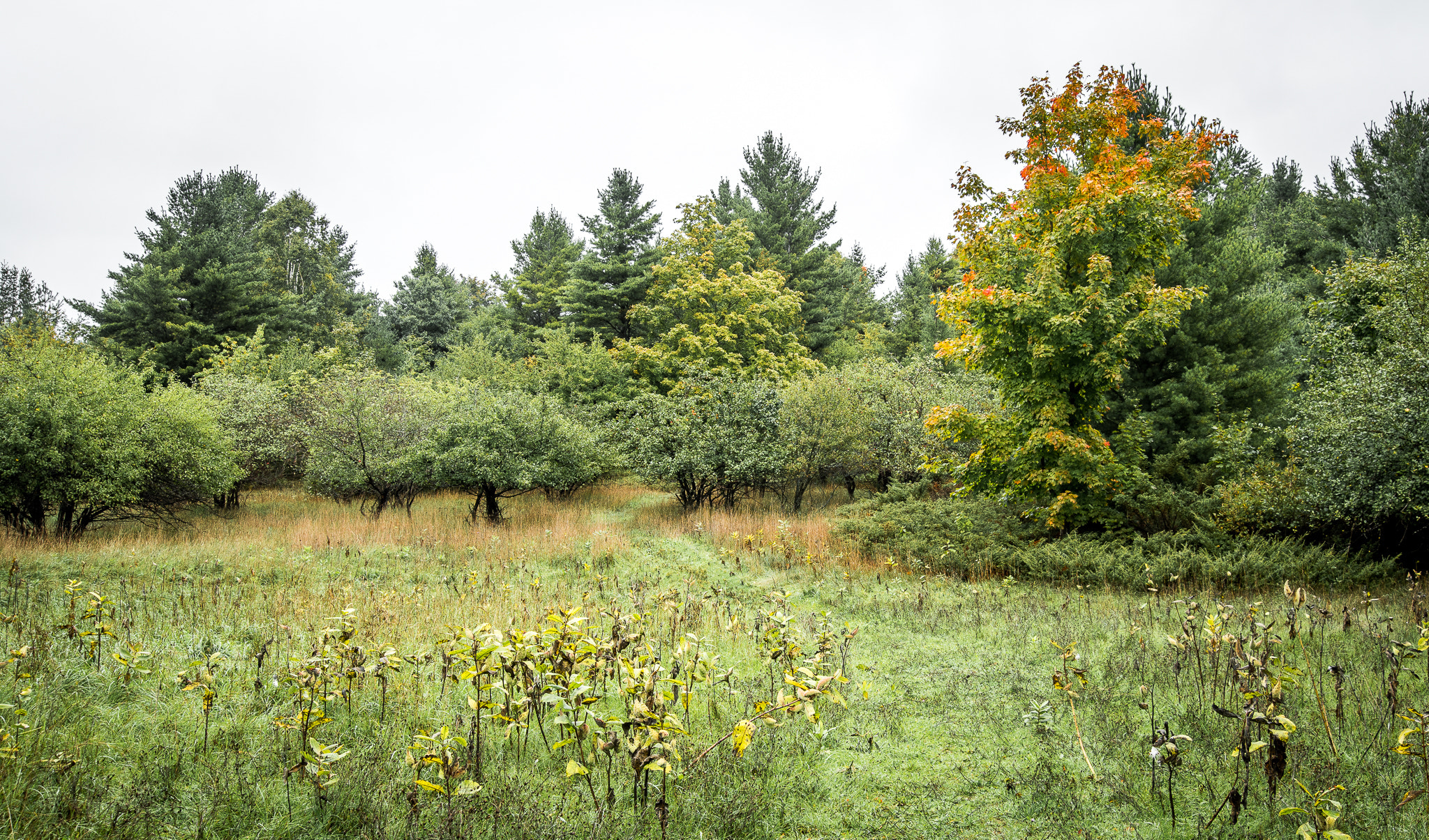 Nikon AF Nikkor 24-85mm F2.8-4D IF sample photo. Early signs of autumn photography
