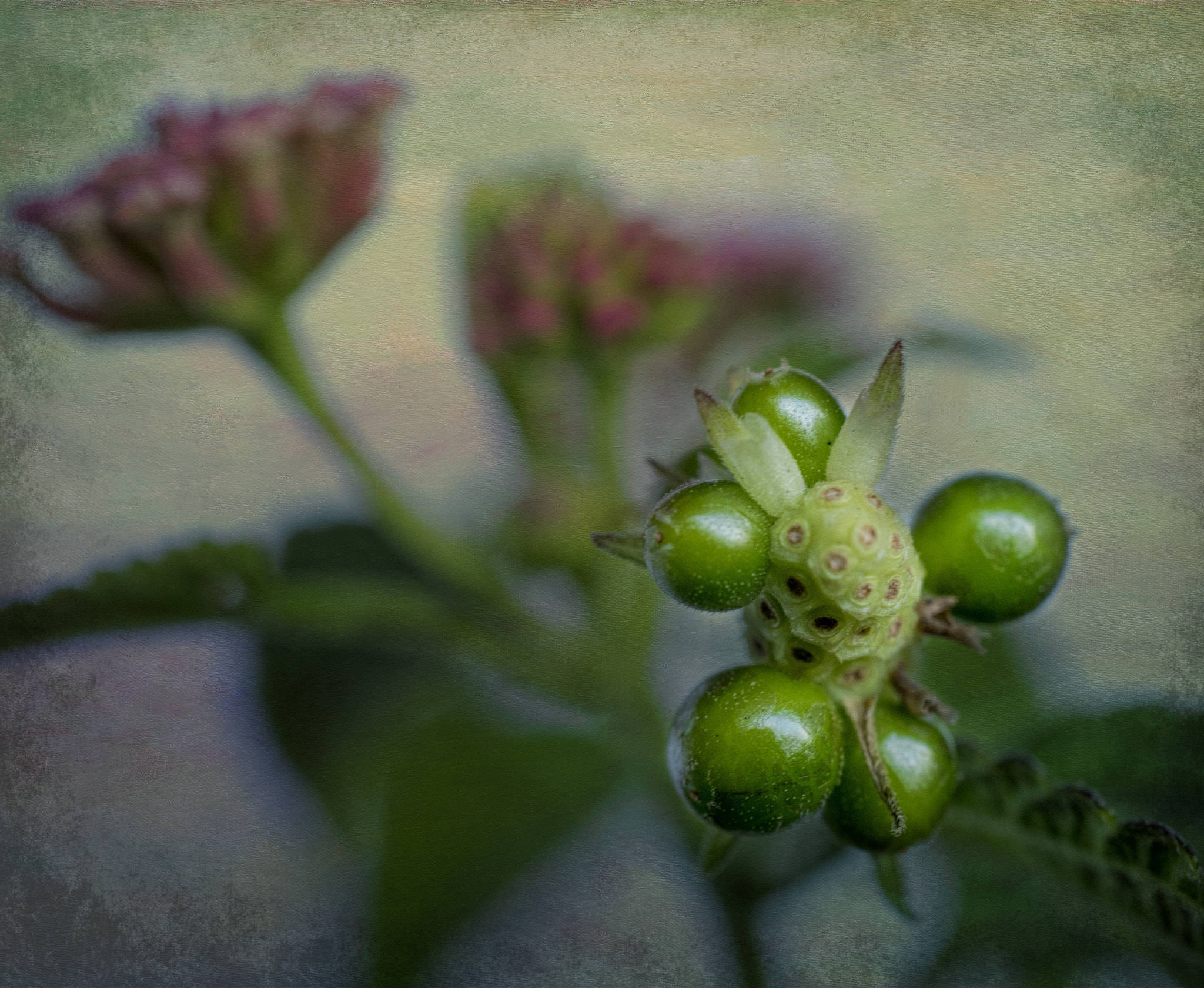 Sony a7R + Sony E 30mm F3.5 Macro sample photo. Macro flowers photography