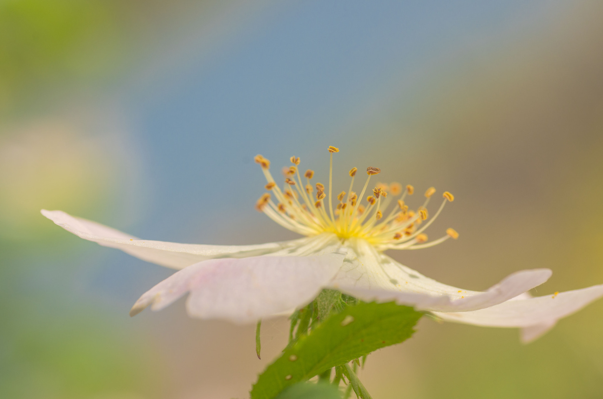Pentax K-5 + Tamron SP AF 90mm F2.8 Di Macro sample photo. Flores photography