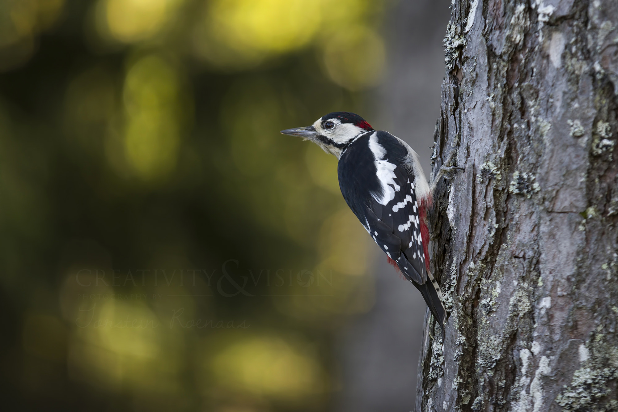Sigma EX APO 100-300mm F4 IF sample photo. Great spotted woodpecker photography