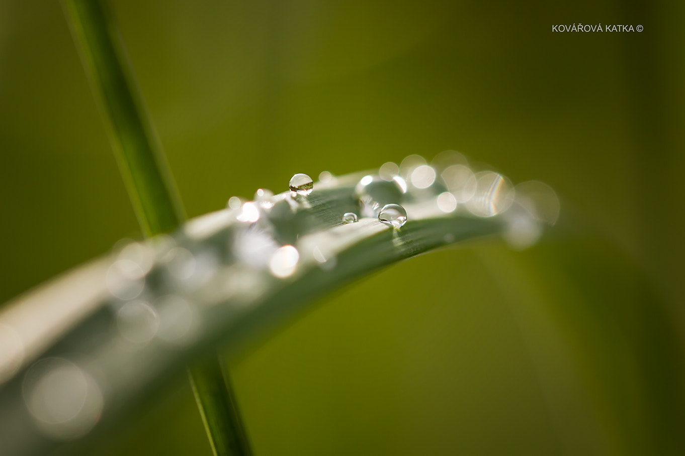 Canon EOS 7D + Canon EF 100mm F2.8L Macro IS USM sample photo. Kvapka photography
