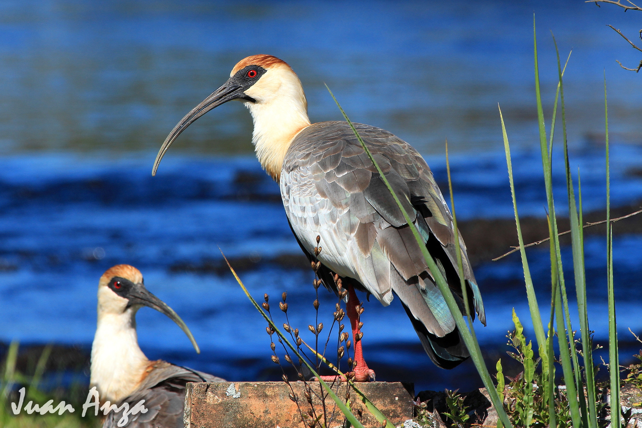 Canon EF 100-400mm F4.5-5.6L IS USM sample photo. Buff-necked ibis photography