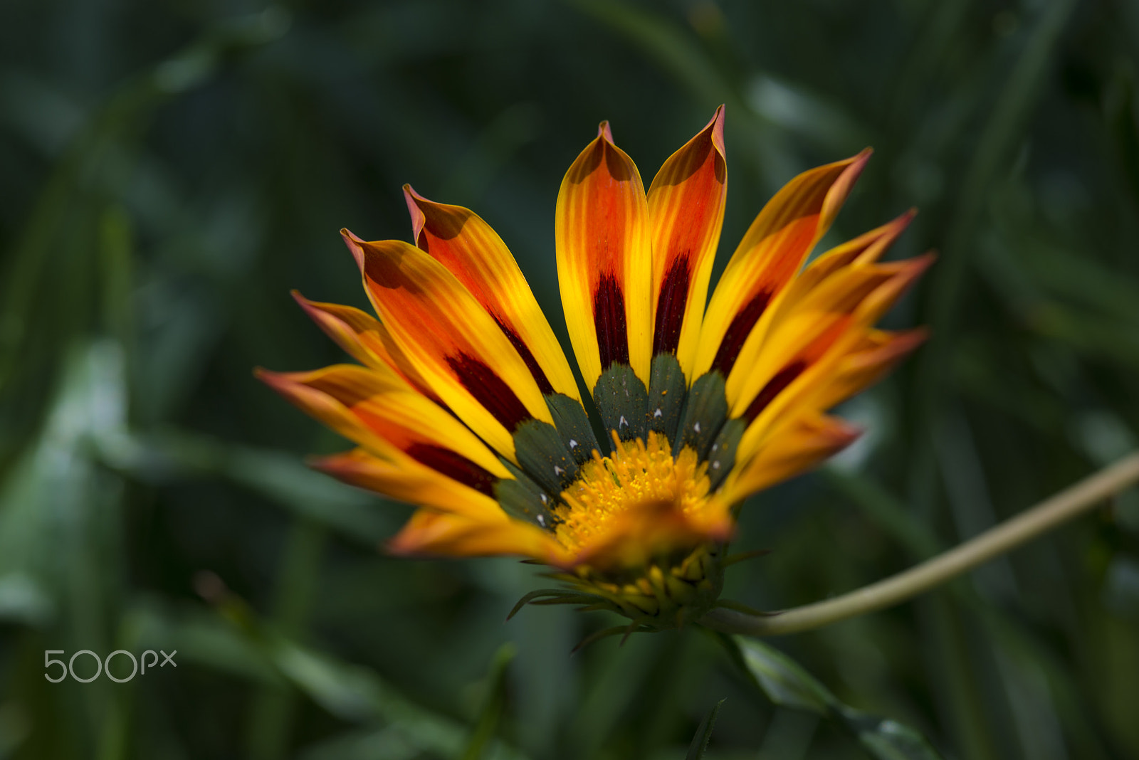 ZEISS Makro-Planar T* 100mm F2 sample photo. Singapores spring-time photography