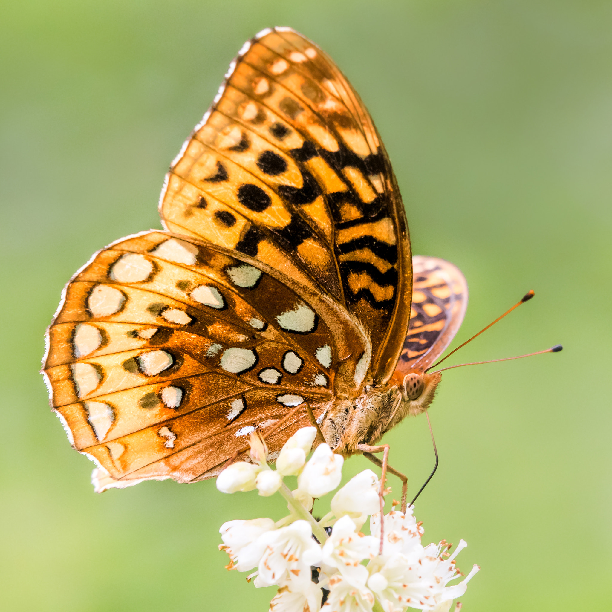 Sigma 150mm F2.8 EX DG OS Macro HSM sample photo. Aphrodite fritillary photography
