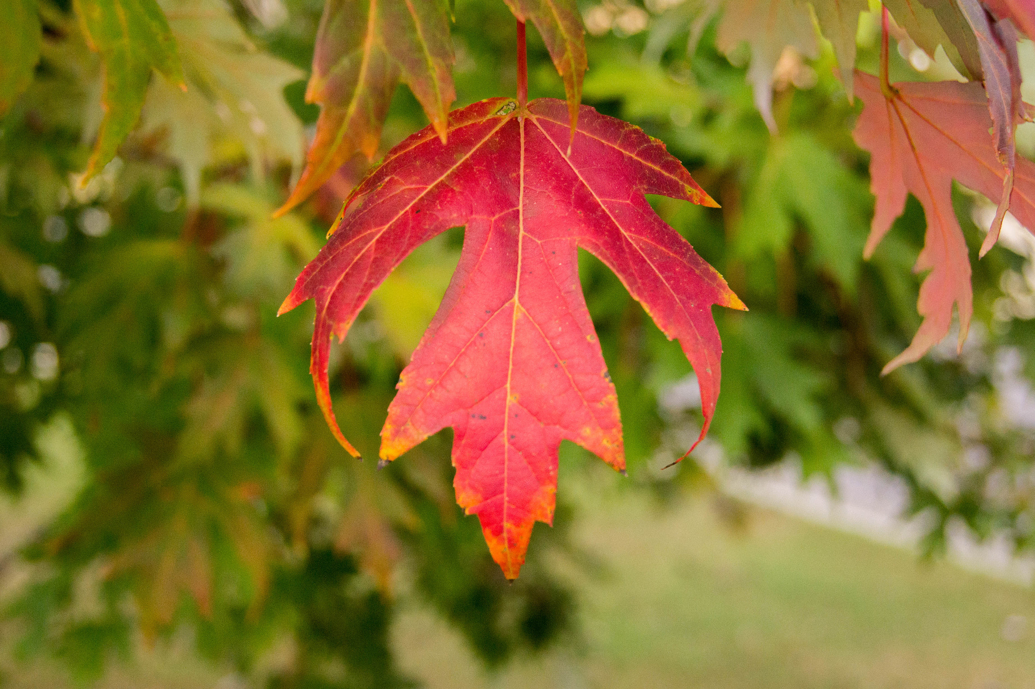 Sony SLT-A33 + Sony DT 18-55mm F3.5-5.6 SAM sample photo. Fall leaf photography