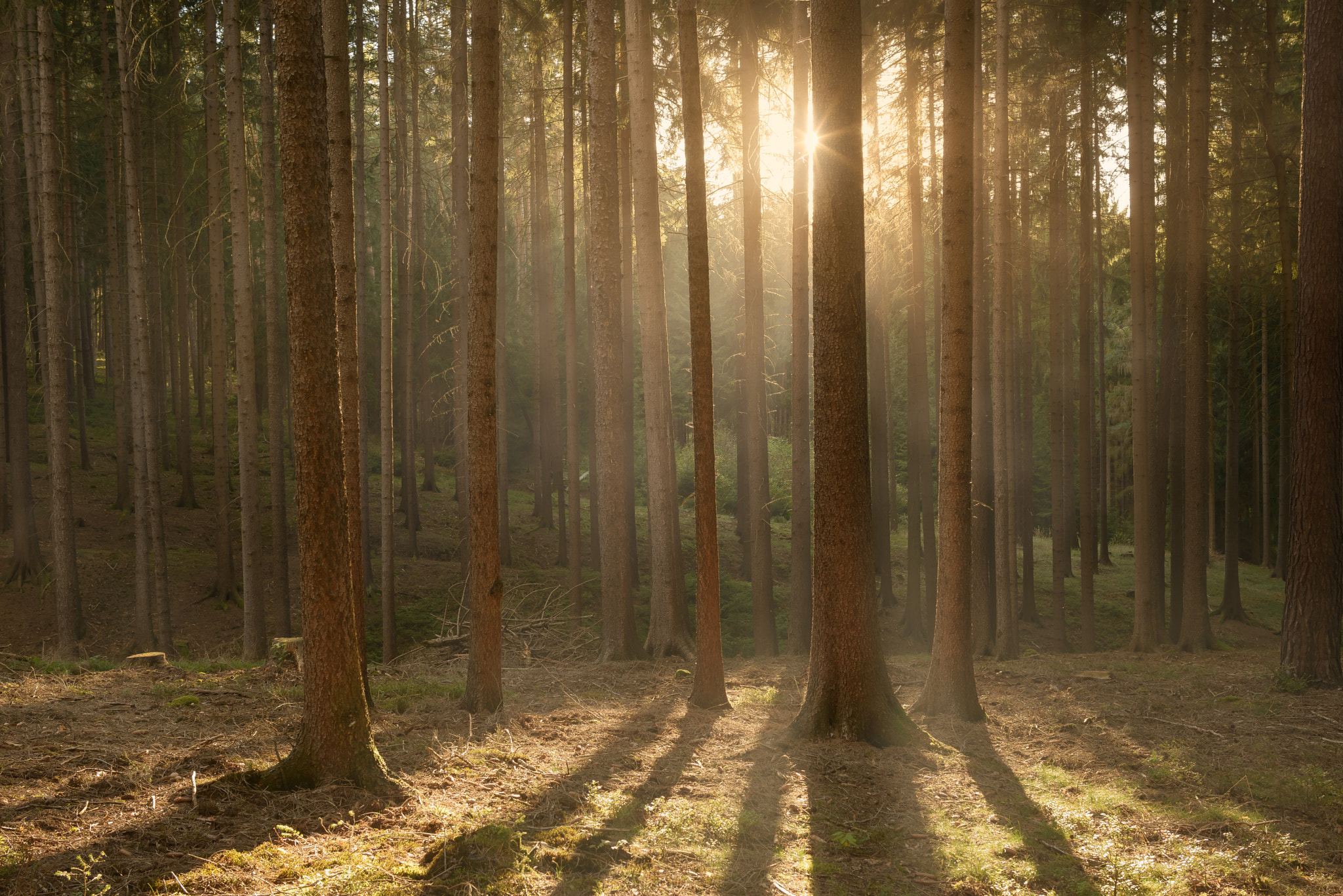 Nikon D800 + Samyang 35mm F1.4 AS UMC sample photo. Sunset in the woods photography