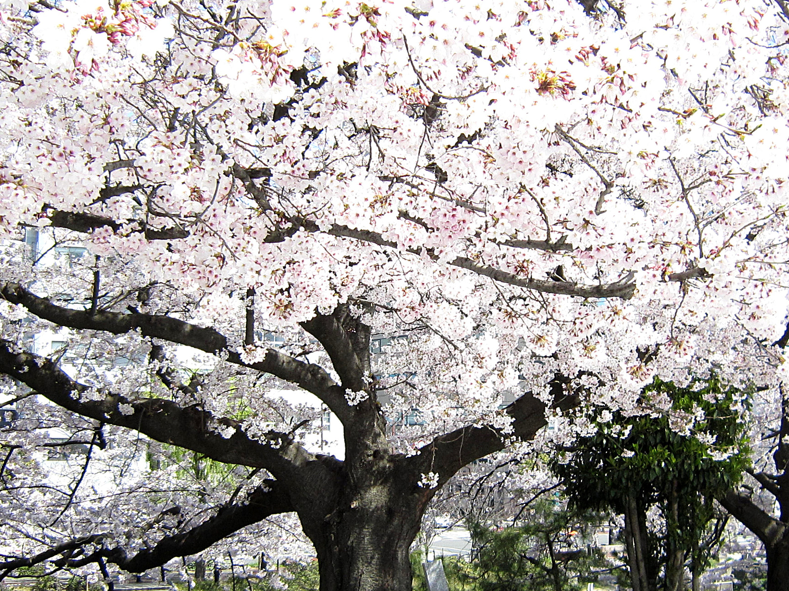 Canon PowerShot SD3500 IS (IXUS 210 / IXY 10S) sample photo. Cherry blossoms in spring photography