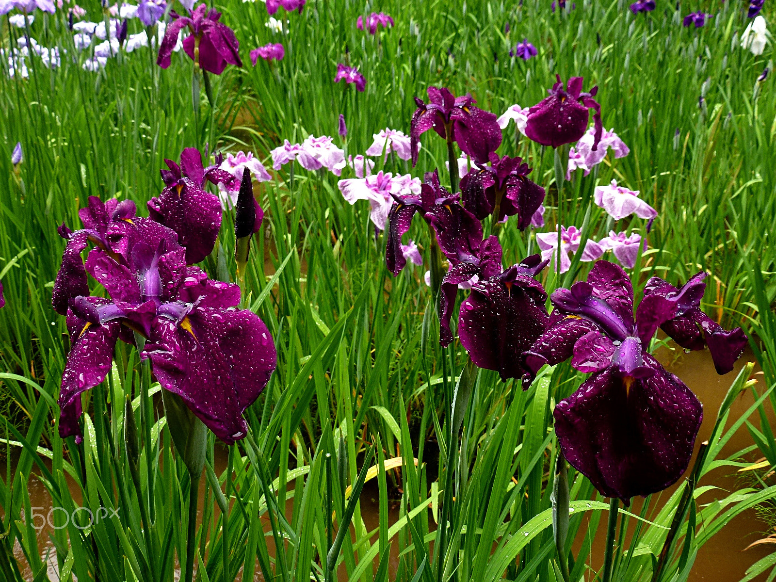 Leica V-Lux 30 / Panasonic Lumix DMC-TZ22 sample photo. Iris in rainy season photography