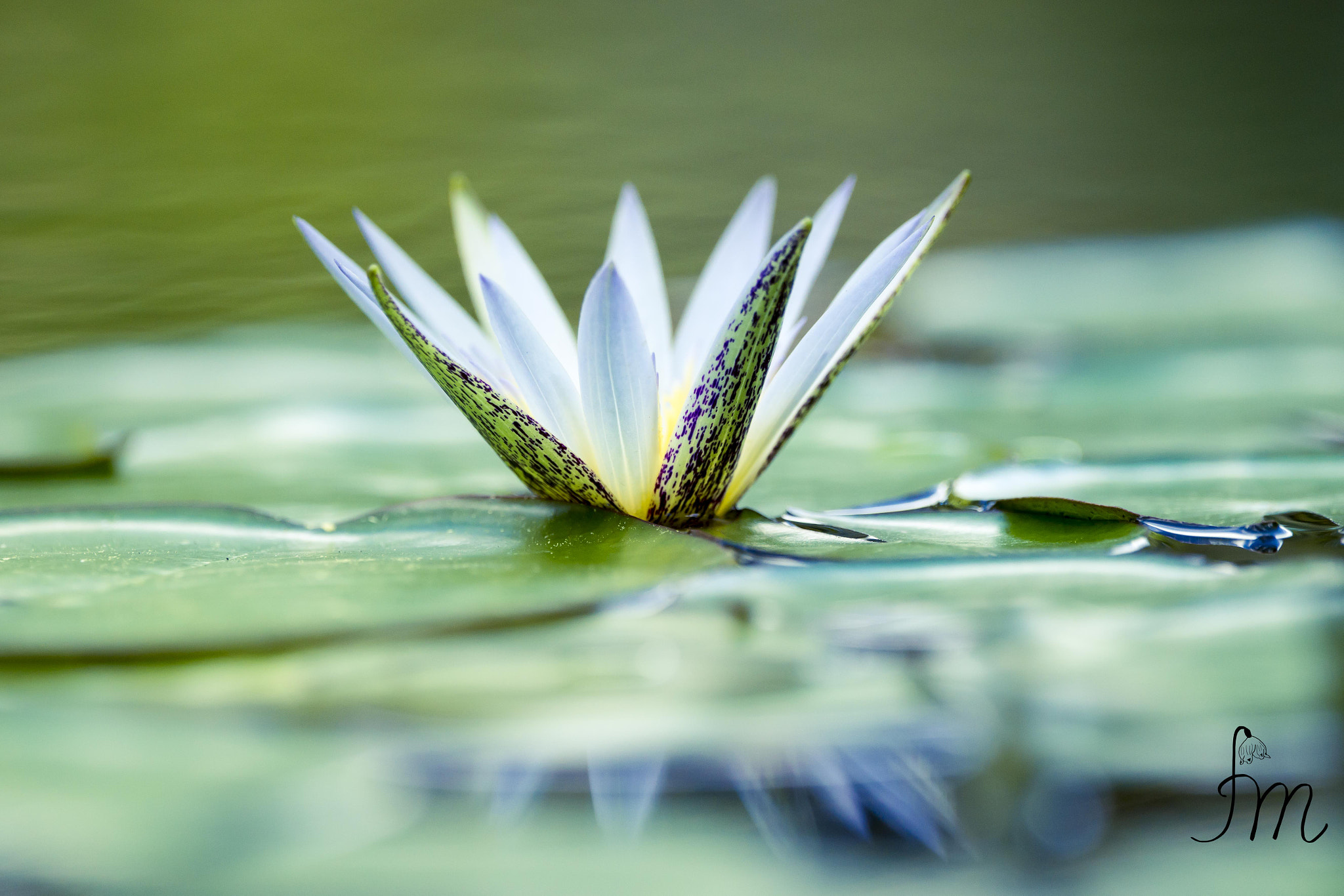 Sony 70-400mm F4-5.6 G SSM II sample photo. Seerose photography