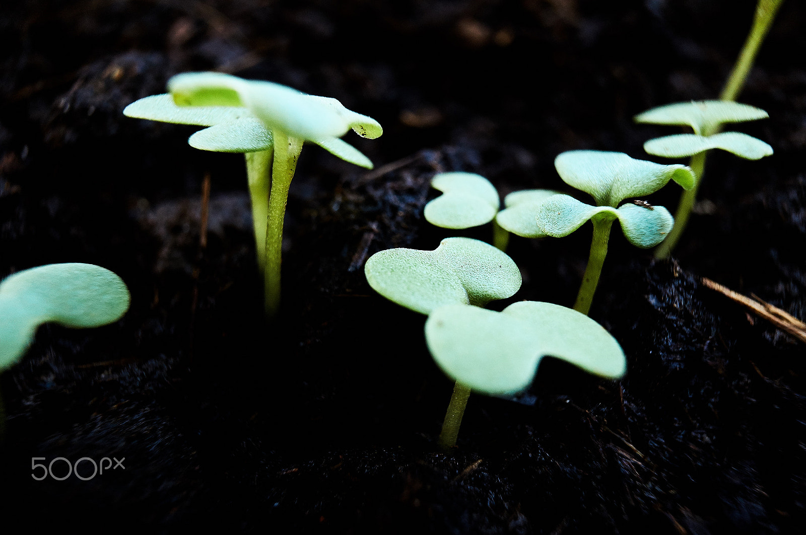 Sony Alpha NEX-C3 + Sony E 16mm F2.8 sample photo. Macro plants photography