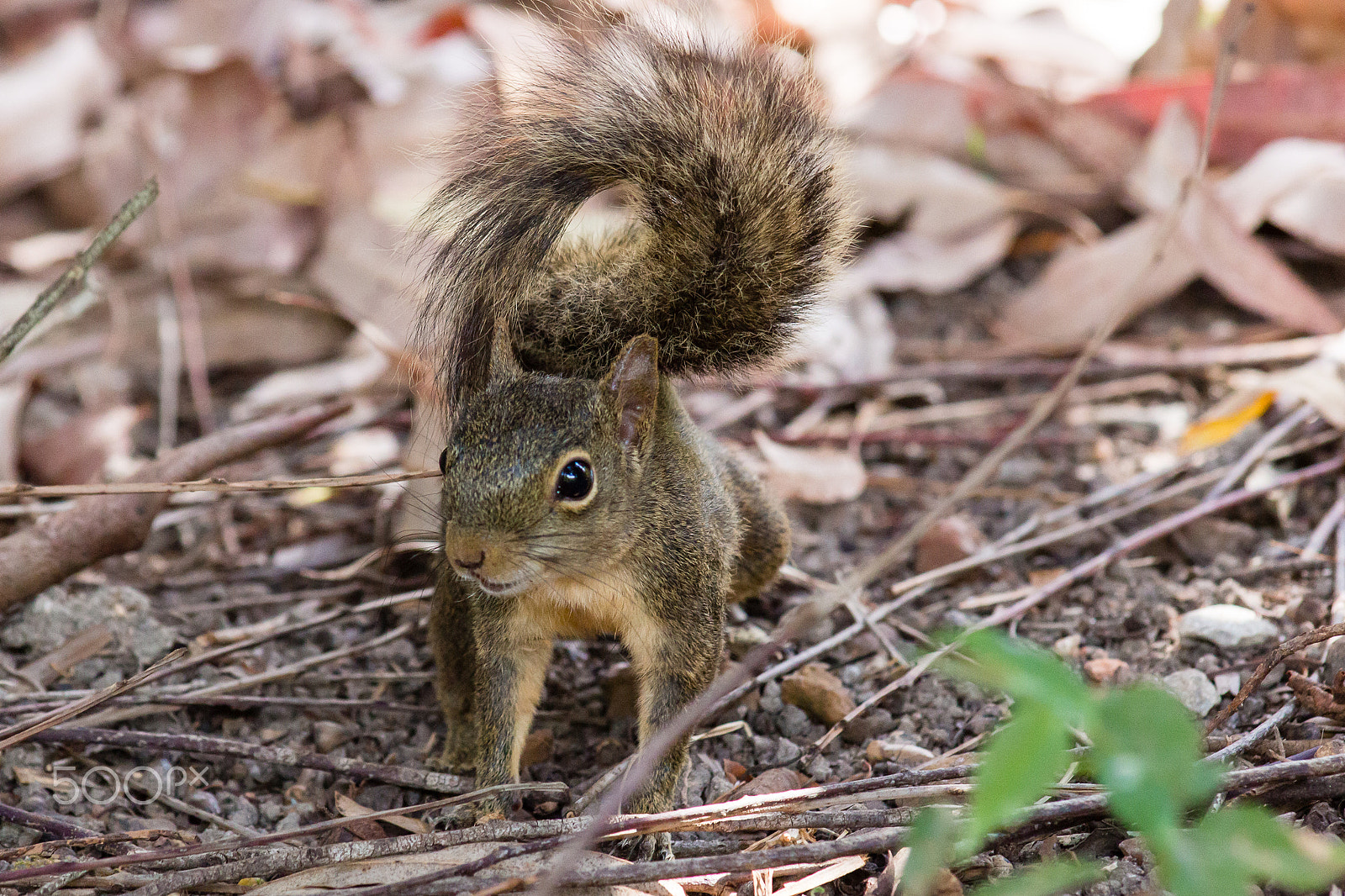 Canon EOS 650D (EOS Rebel T4i / EOS Kiss X6i) sample photo. Little squirrel photography