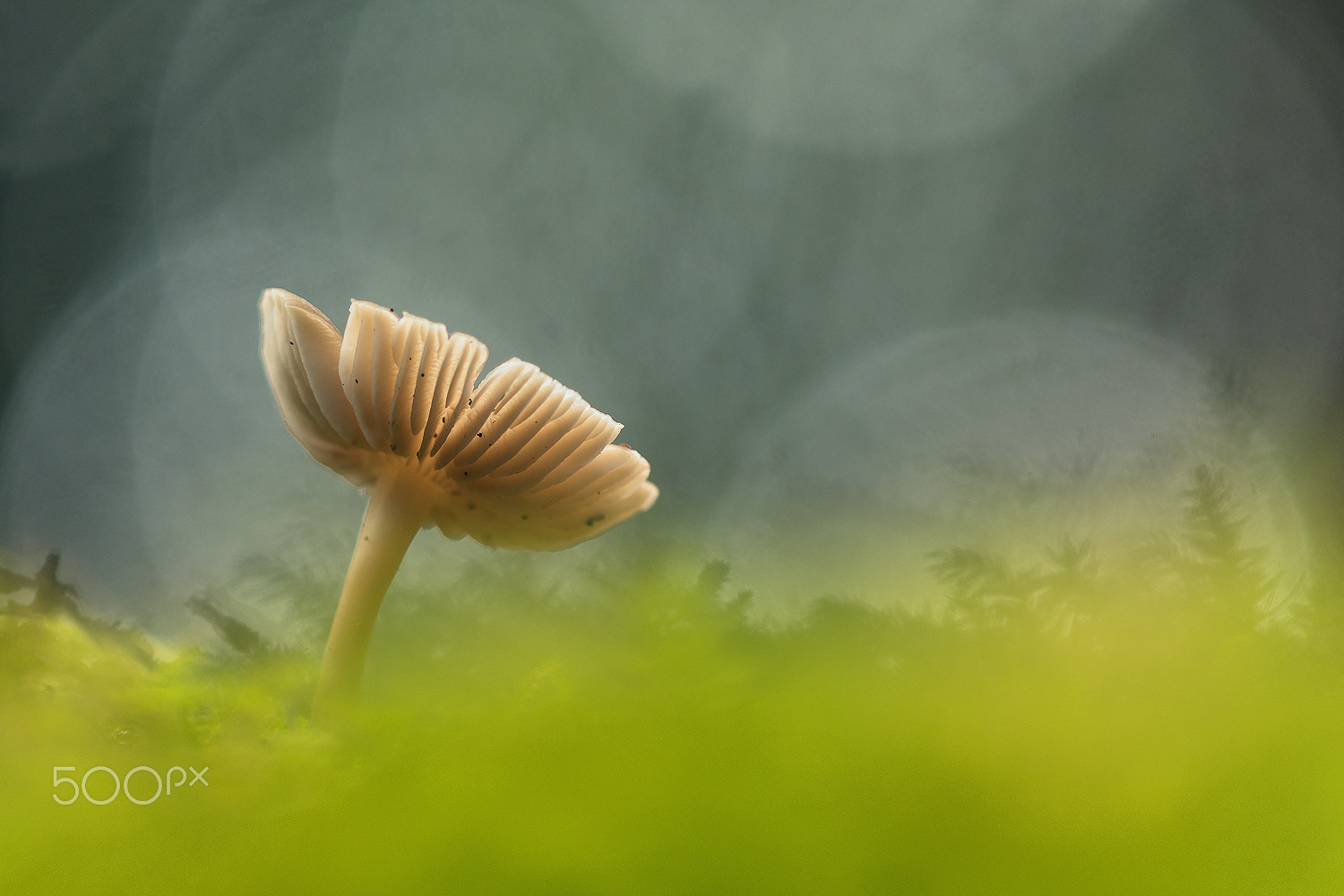 Sigma 150mm F2.8 EX DG Macro HSM sample photo. Magic is in the forest photography
