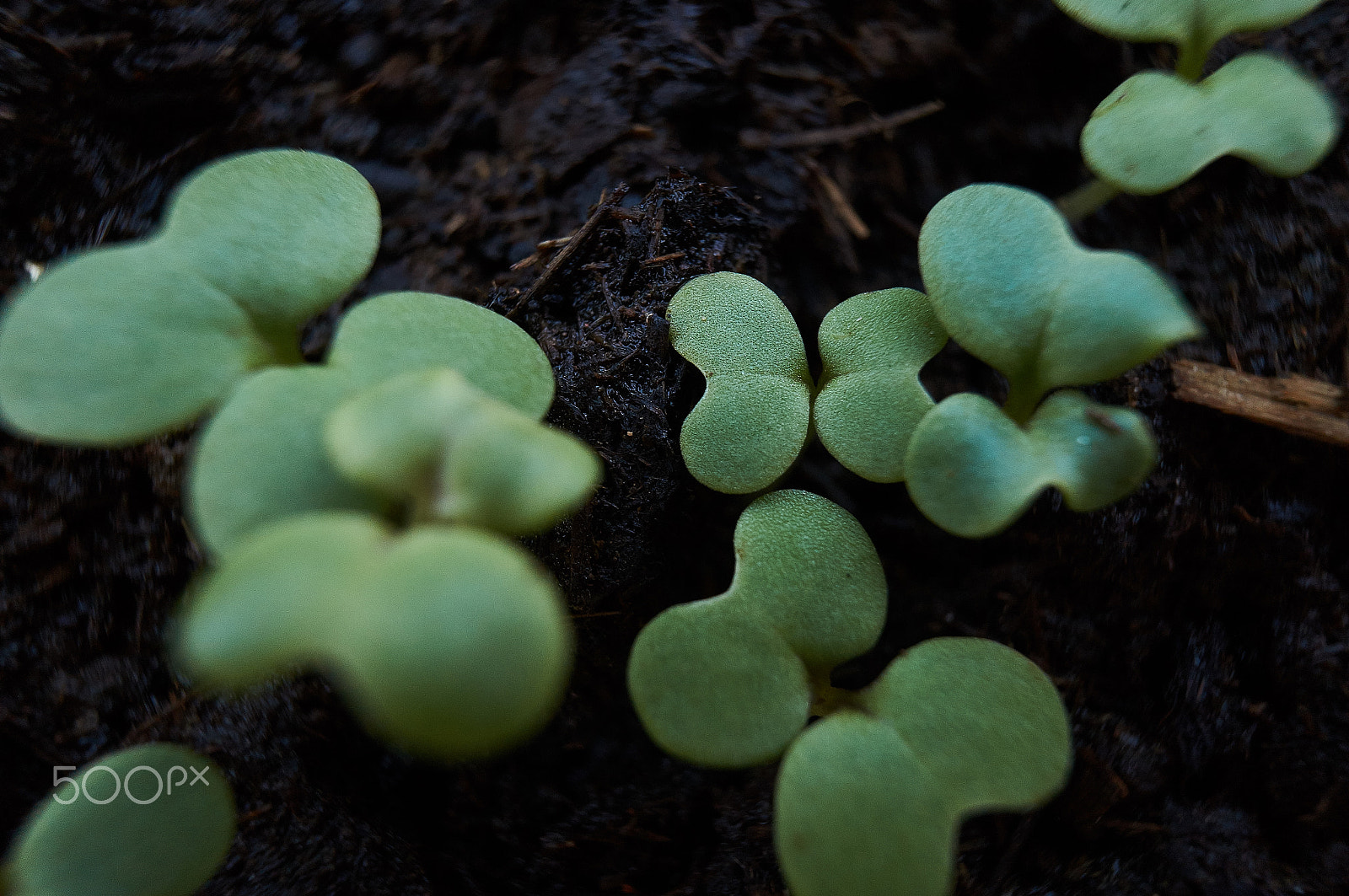 Sony E 16mm F2.8 sample photo. Macro plants photography