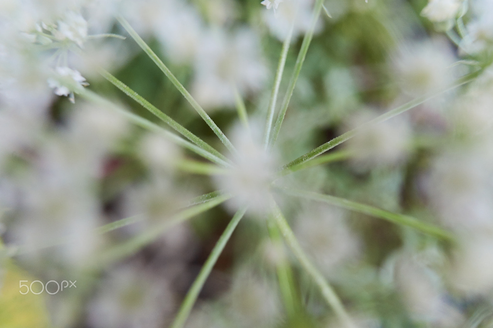 Sony E 16mm F2.8 sample photo. Plant photography