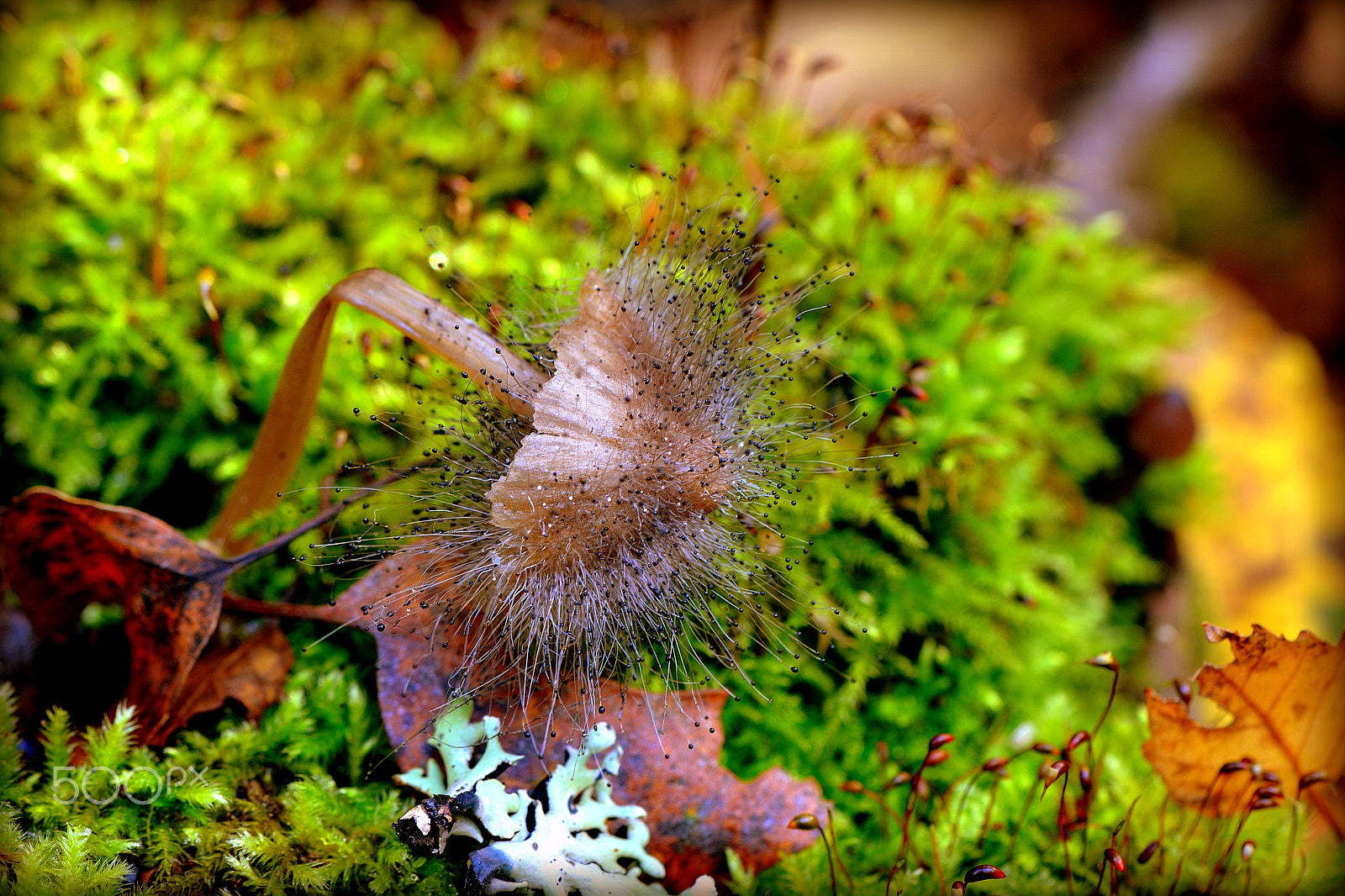 Nikon AF-S DX Micro-Nikkor 85mm F3.5G ED VR sample photo. Экзот photography