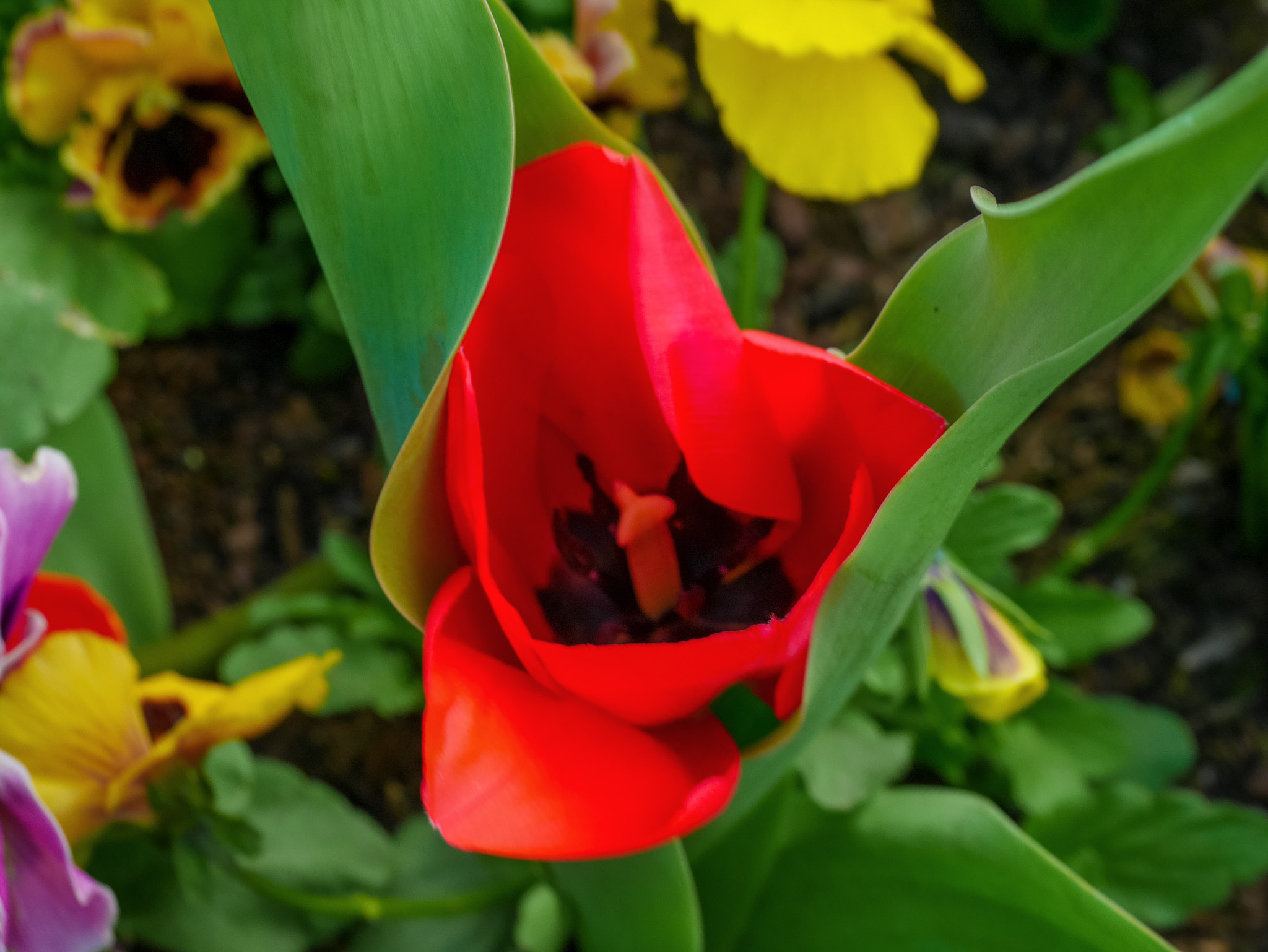 Panasonic DMC-GM1S sample photo. The awakening - location: floriade, commonwealth park, act, australia photography