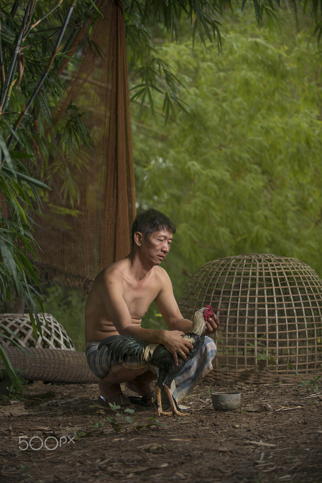 Nikon D800E sample photo. Farmers those parenting fighting cocks photography