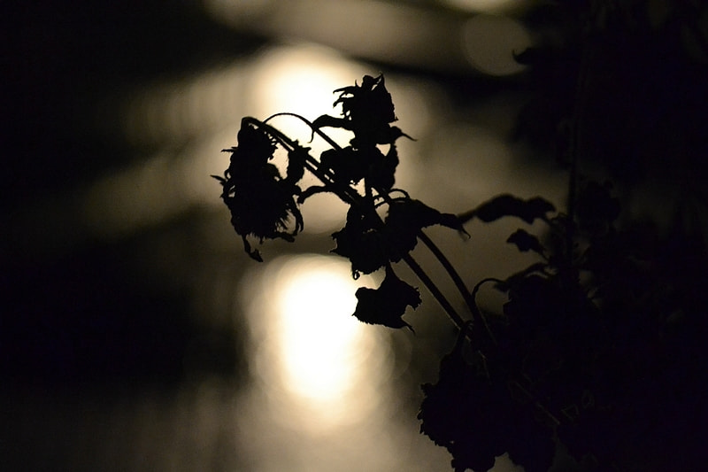 Sigma 105mm F2.8 EX DG OS HSM sample photo. Dark shadow photography