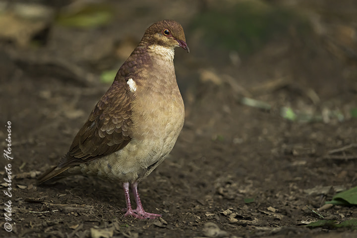 Nikon D610 + Nikon AF-S Nikkor 300mm F4D ED-IF sample photo. Pariri photography