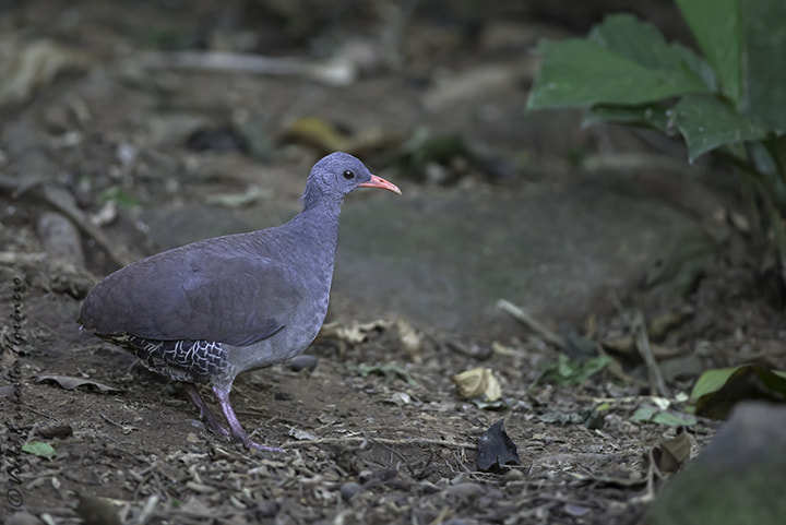 Nikon D610 + Nikon AF-S Nikkor 300mm F4D ED-IF sample photo. Inhambu-chinta photography