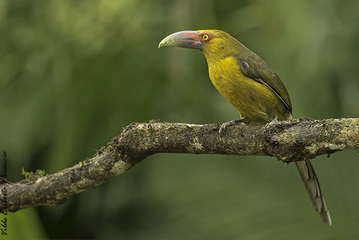 Nikon D610 + Nikon AF-S Nikkor 300mm F4D ED-IF sample photo. Araçari-banana photography